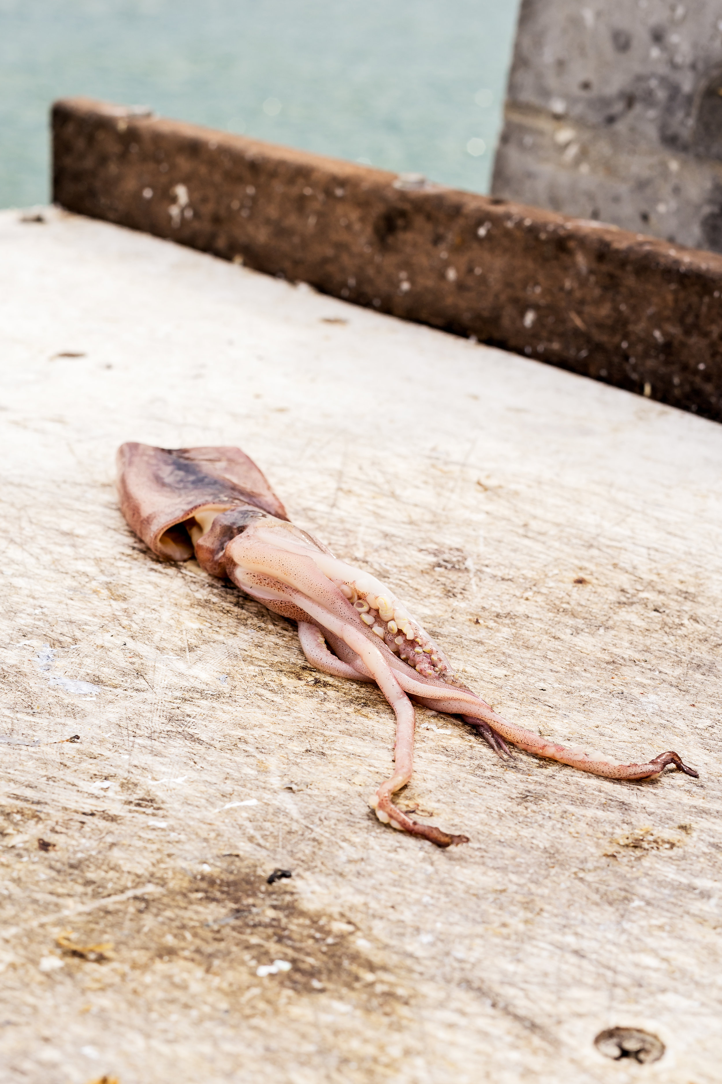 Fisherman use a wide variety of bait out on the pier such as the squid shown here. They also use shrimp and a variety of colorful lures to attract fish.