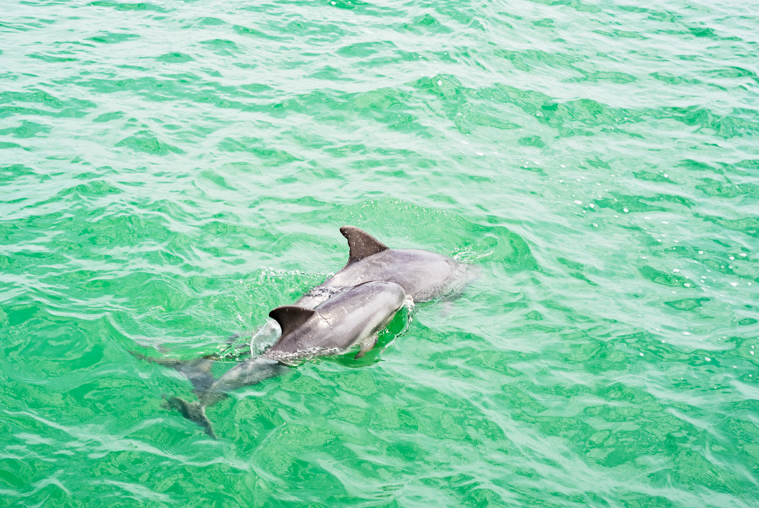 Dolphin pods surround the pier looking for an easy meal. As they see a fish at the end of the line it is a race to see who wins. If the fisherman is quick enough he gets to keep the fish. Dolphins can jump out of the water though and snatch the fish out of the air. While these dolphins look friendly and you might want to feed them it is illegal. Stiff fines and penalties are awarded for violating this law. This is both for the safety of the dolphins and the fisherman.
