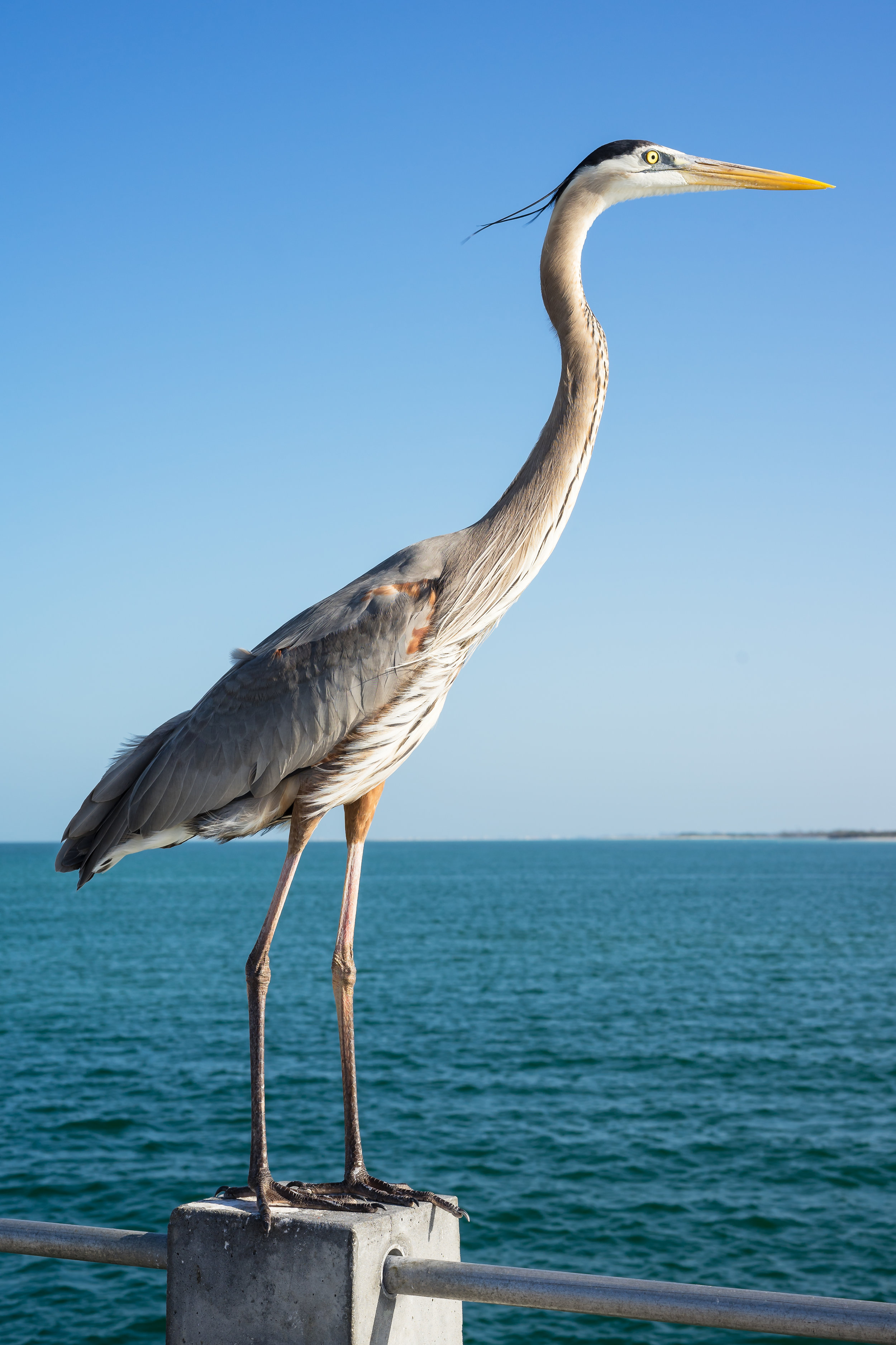 Humans are not the only ones fishing off the pier. Birds, like this Great Blue Heron, land on the railings waiting for the right fish to swim by. This park is a great spot for birders as there are a known 296 different species at any one time.