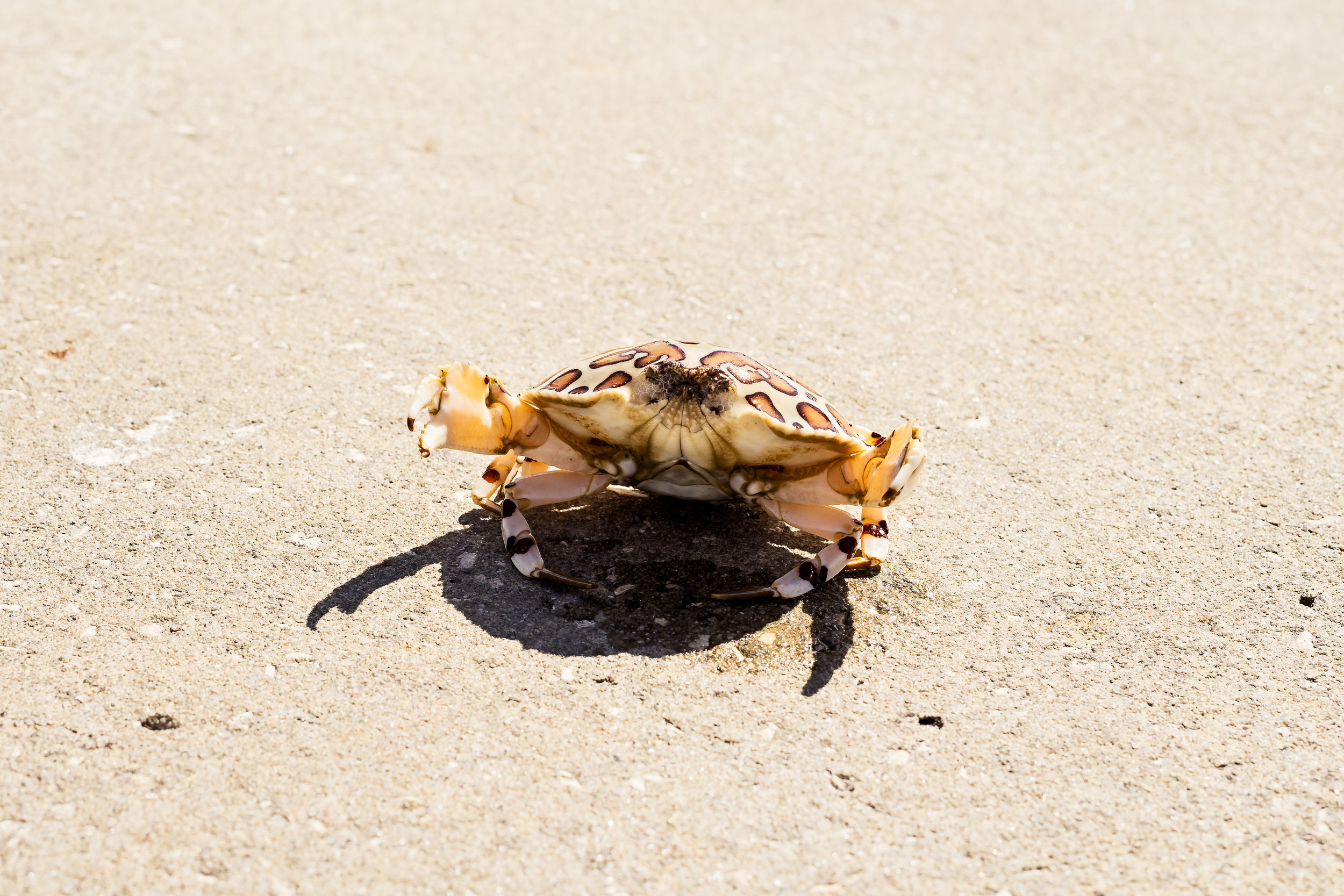 Crabs make for an interesting catch. The fisherman opted not to keep this calico crab and tossed it back in to the water.