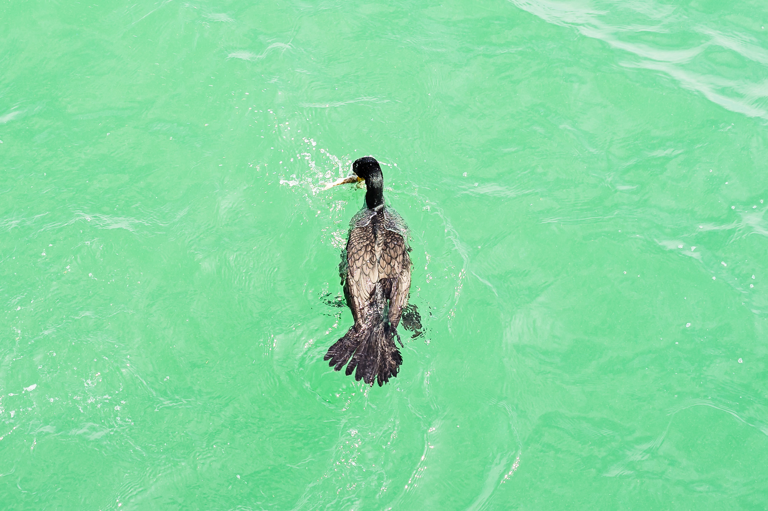 Luckily for this cormorant he did not have to wait very long for a fish to be thrown back in the water.