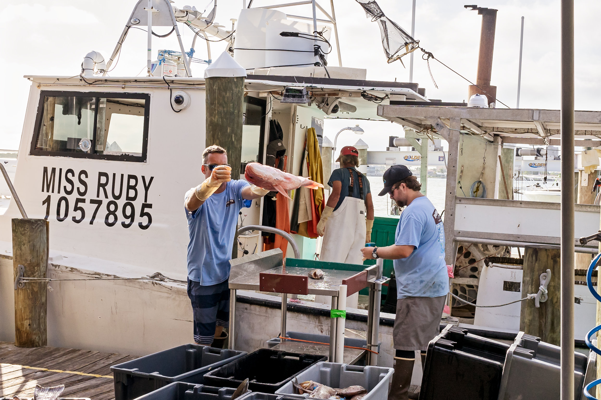 Chris Zook tosses a fish into its bin, while Tyler Lavrinc continues tagging them.