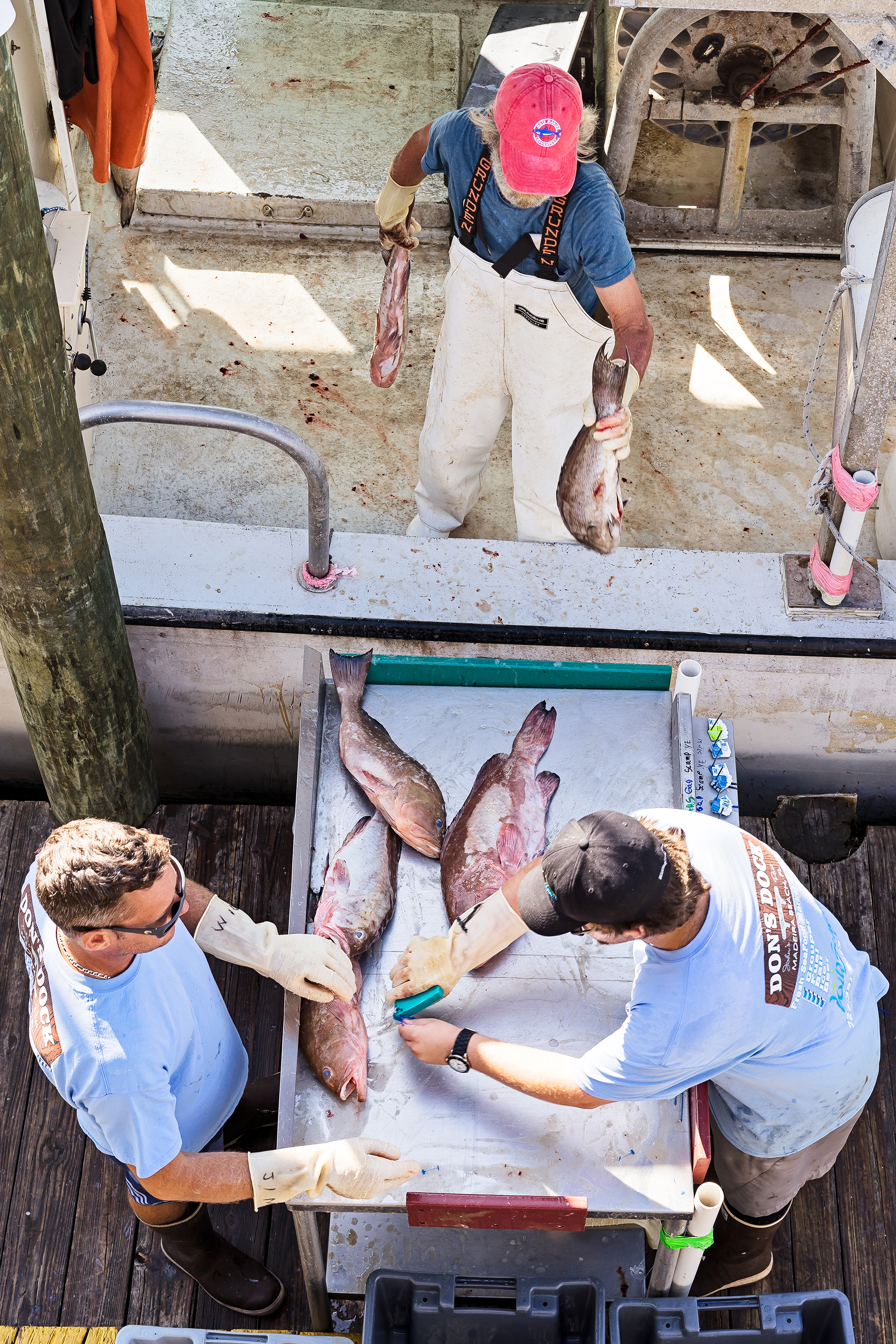 Chris Zook and Tyler Lavrinc sorting and tagging the fish as it comes off the boat.