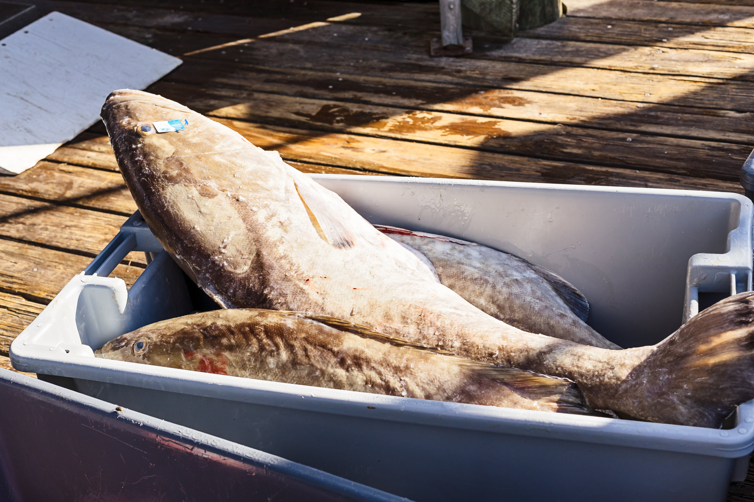 Grey snapper waiting to be weighed.