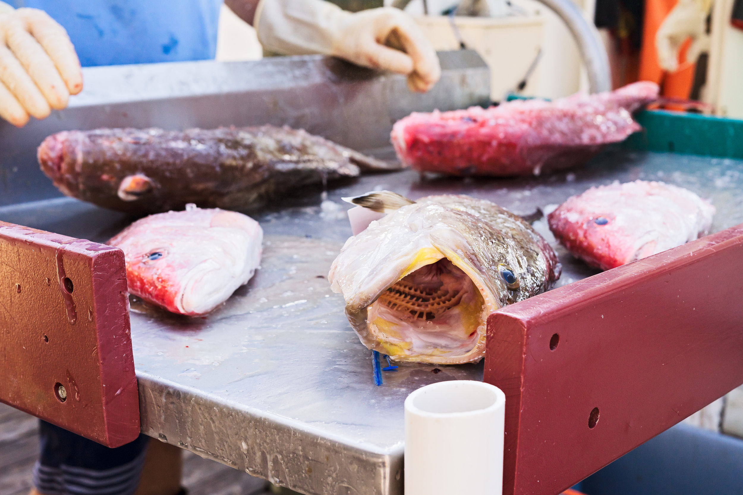 A variety of fish caught by the crew of Miss Ruby.