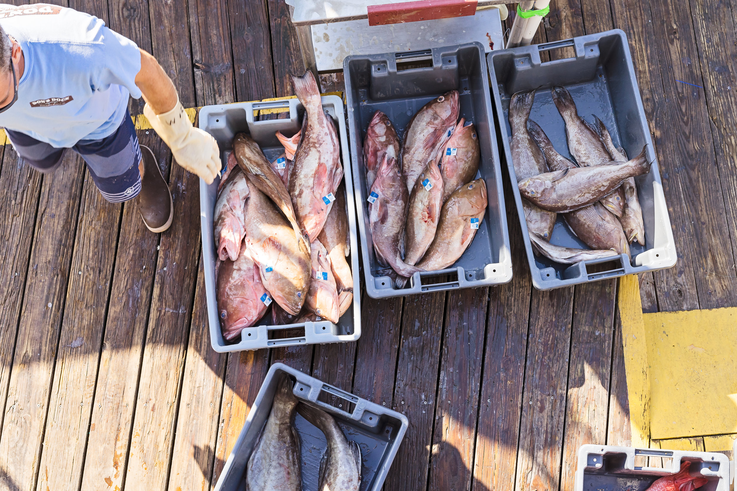 Fish being sorted into bins by Wild Seafood staff.