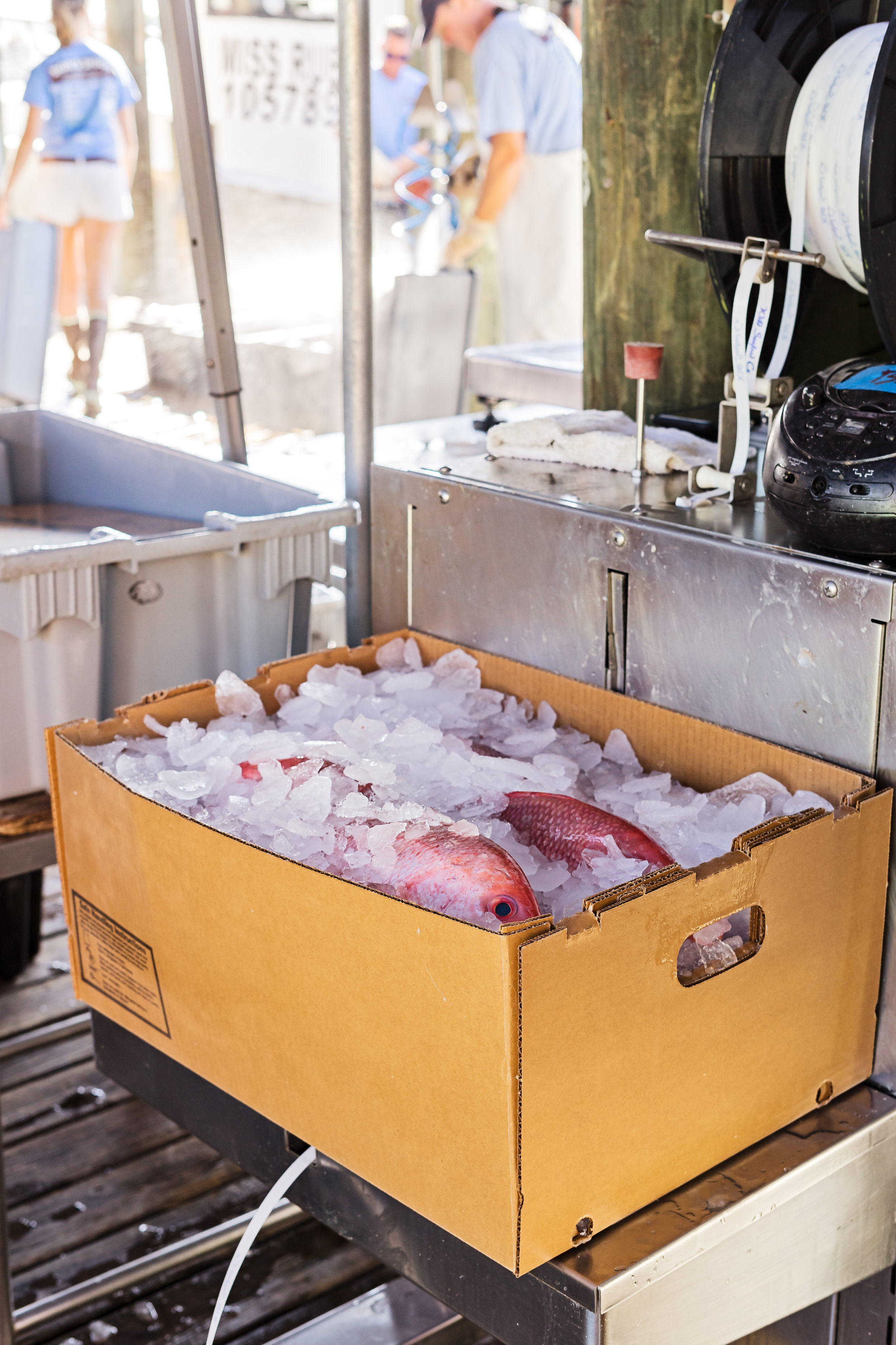 Fish being iced down for shipment.