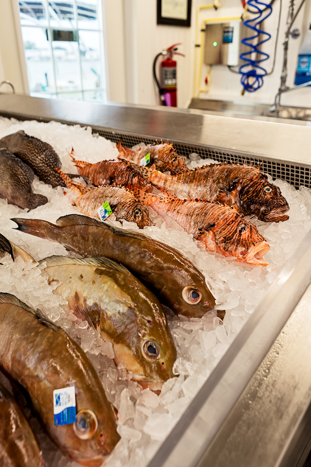 A selection of the seafood offered at the local fish market, Wild Seafood.