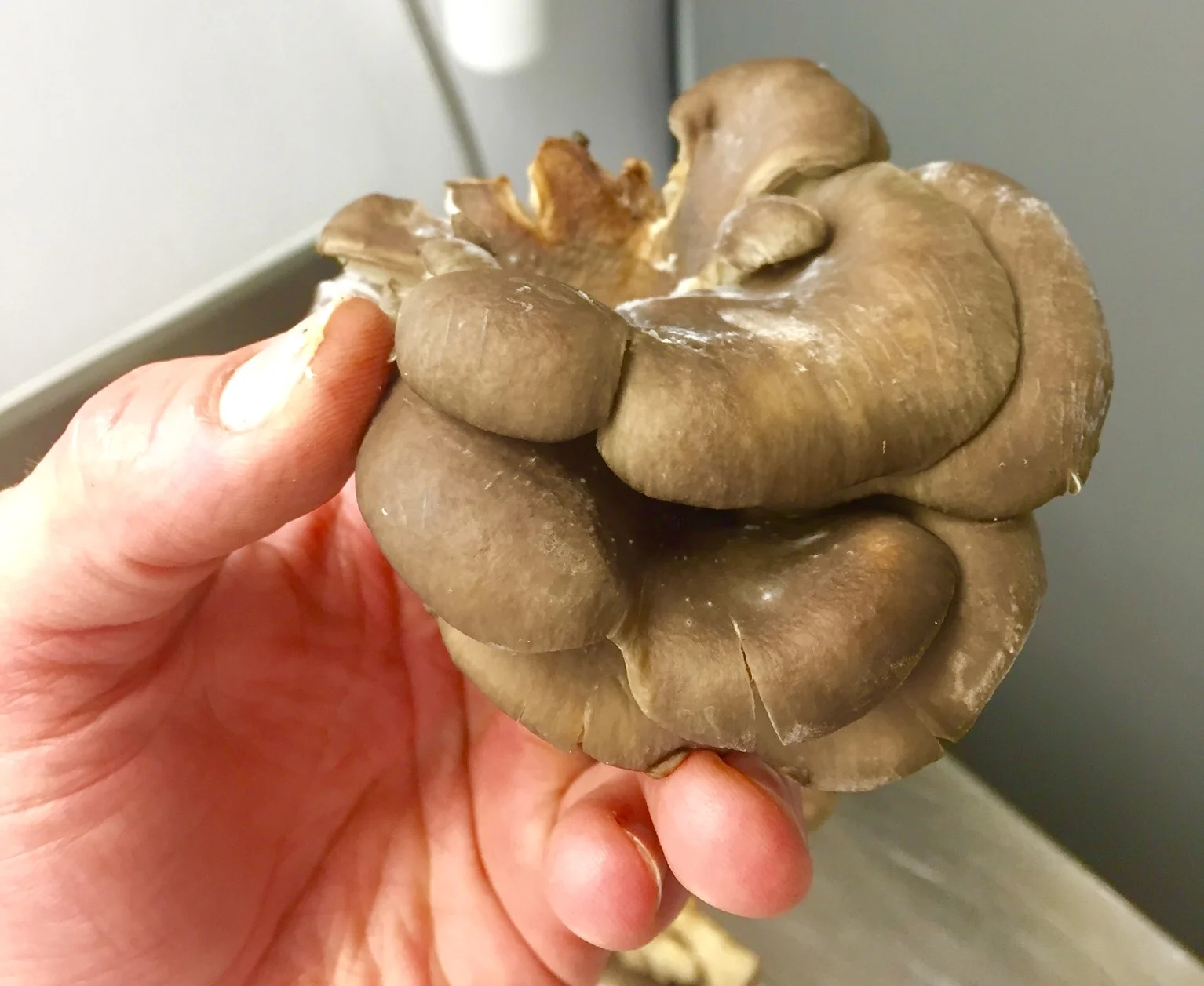 Blue Oyster mushroom.