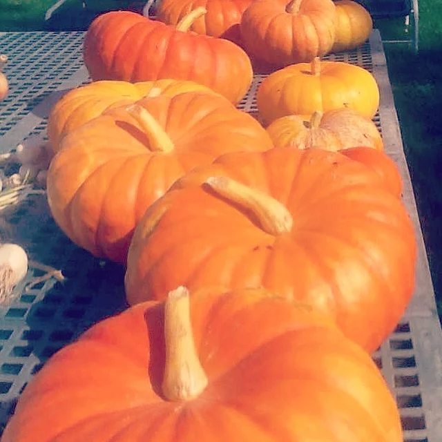 Fresh locally-grown pumpkins!