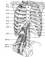 This is a map of some of the tenderpoints representing dysfunction in the musculoskeletal system.