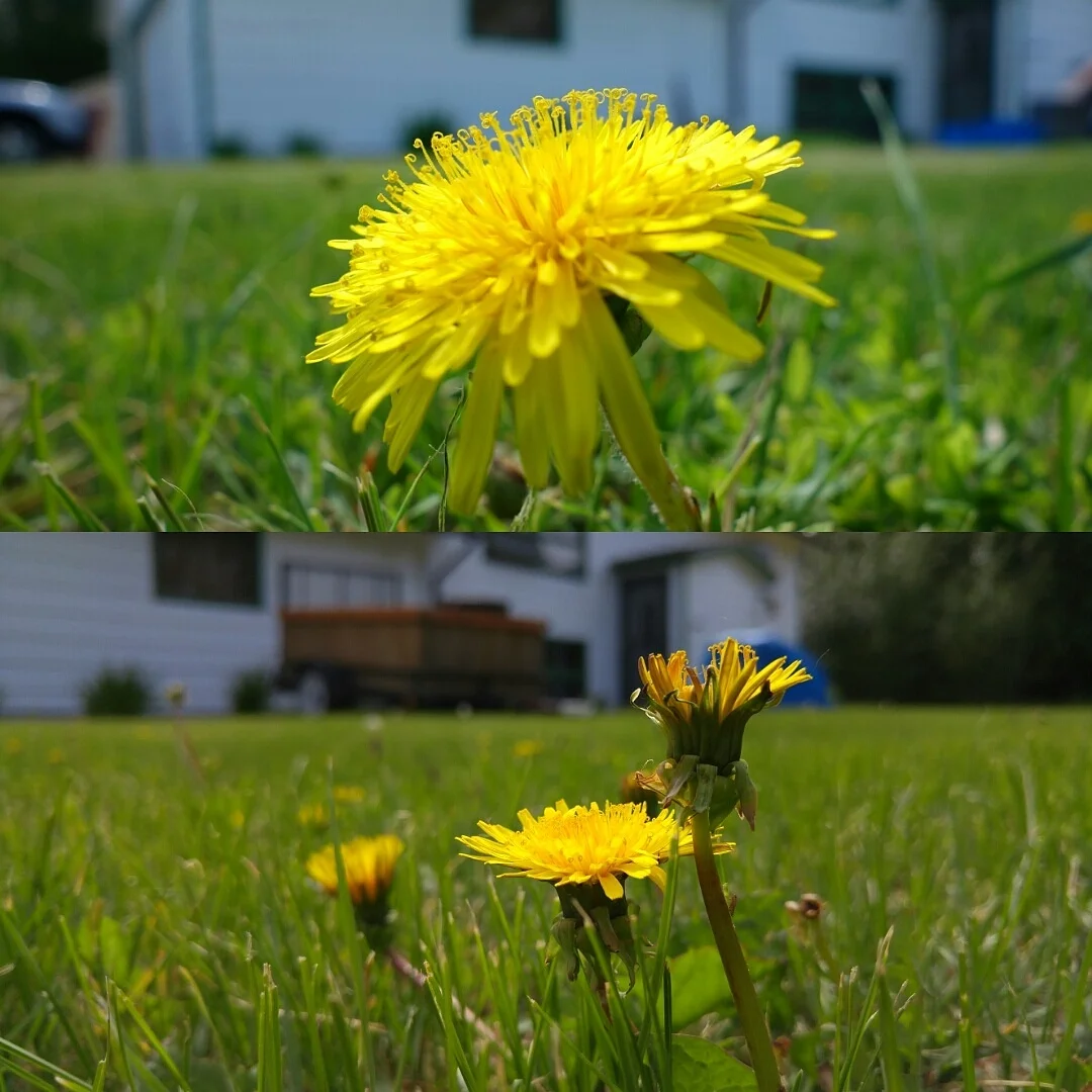 Lg G4 vs Sony Rx100