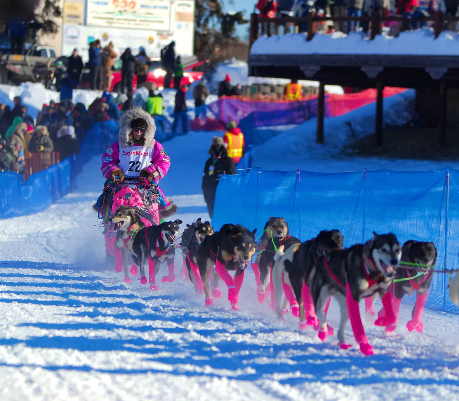 Iditarod Dog Sled Racing Pink (Fairbanks Alaska)