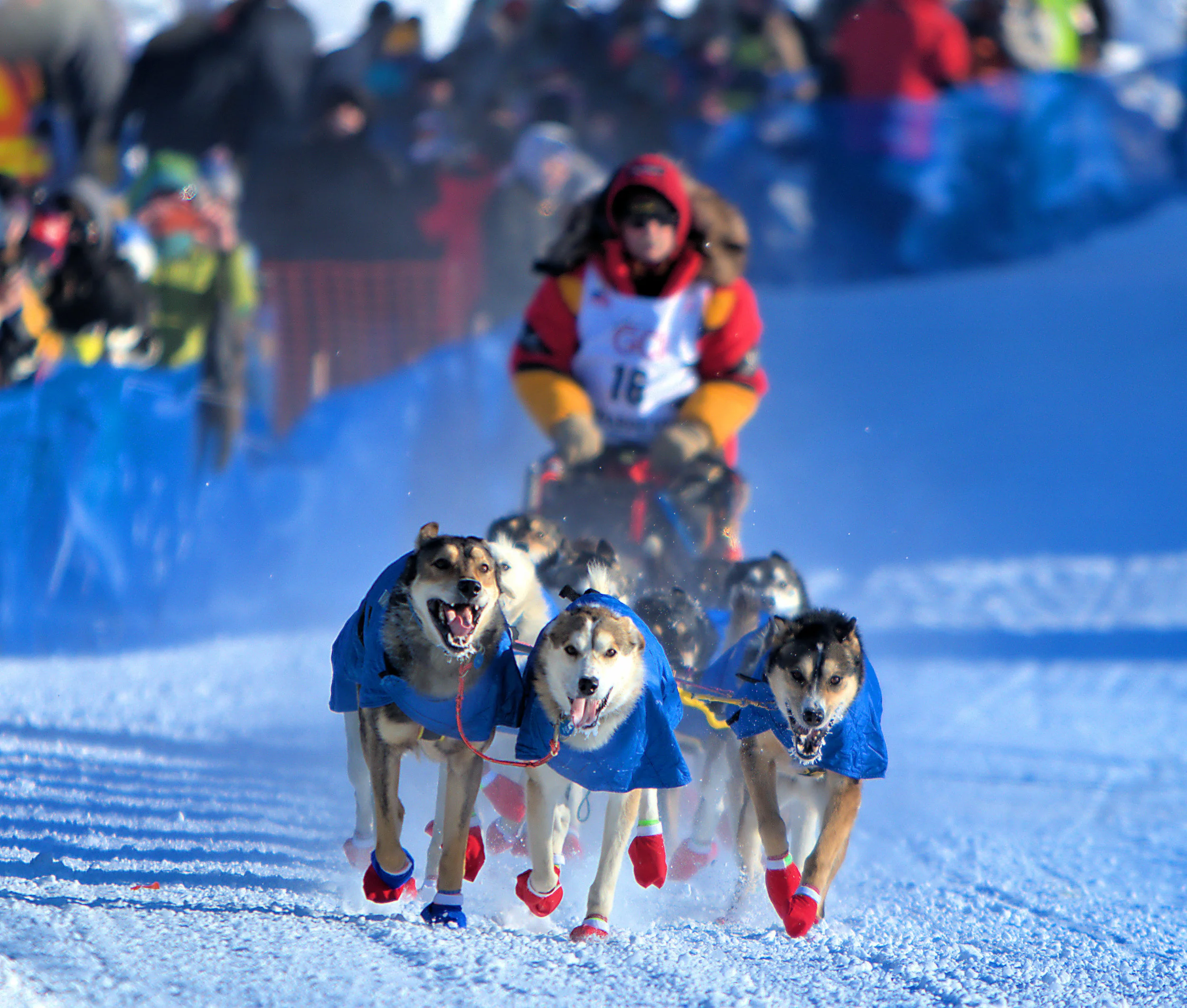 Iditarod Dog Sled Racing (Fairbanks Alaska)