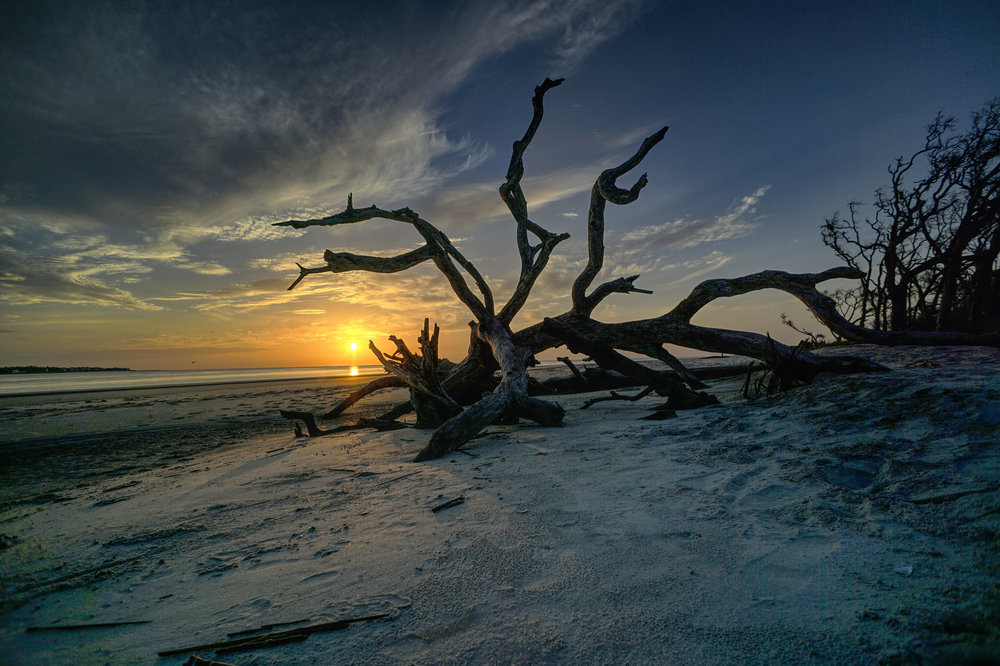  Jekyll Island Sunrise Driftwood Beach 
