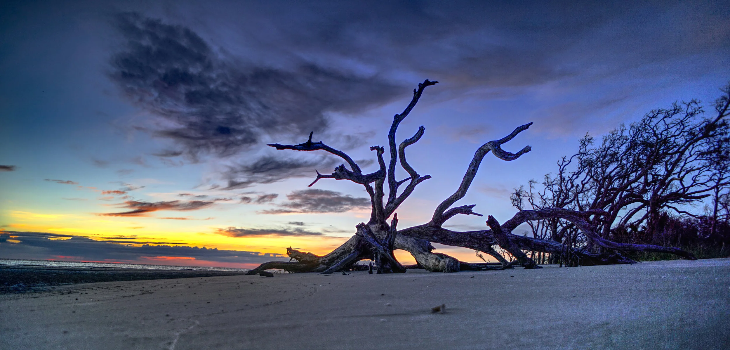 Jekyll Island Sunrise Driftwood Beach 