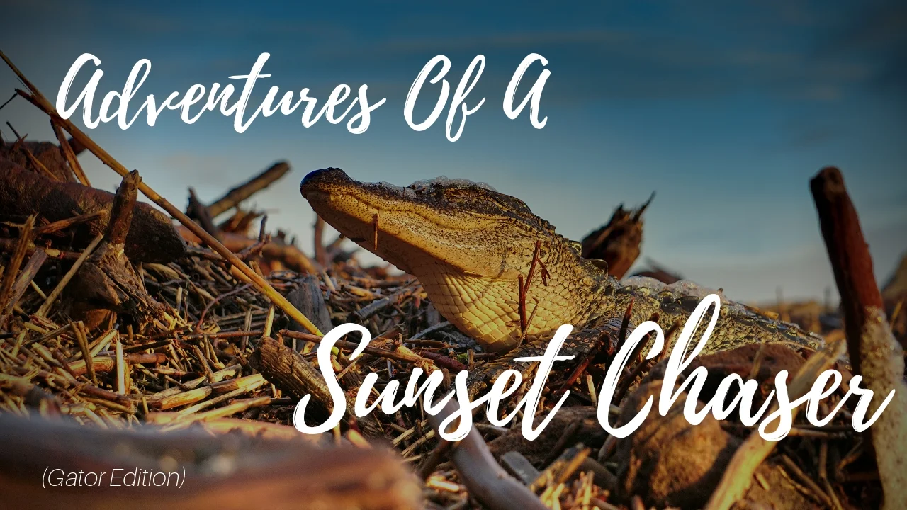 Adventures Of A Sunset Chaser (Gator Edition)