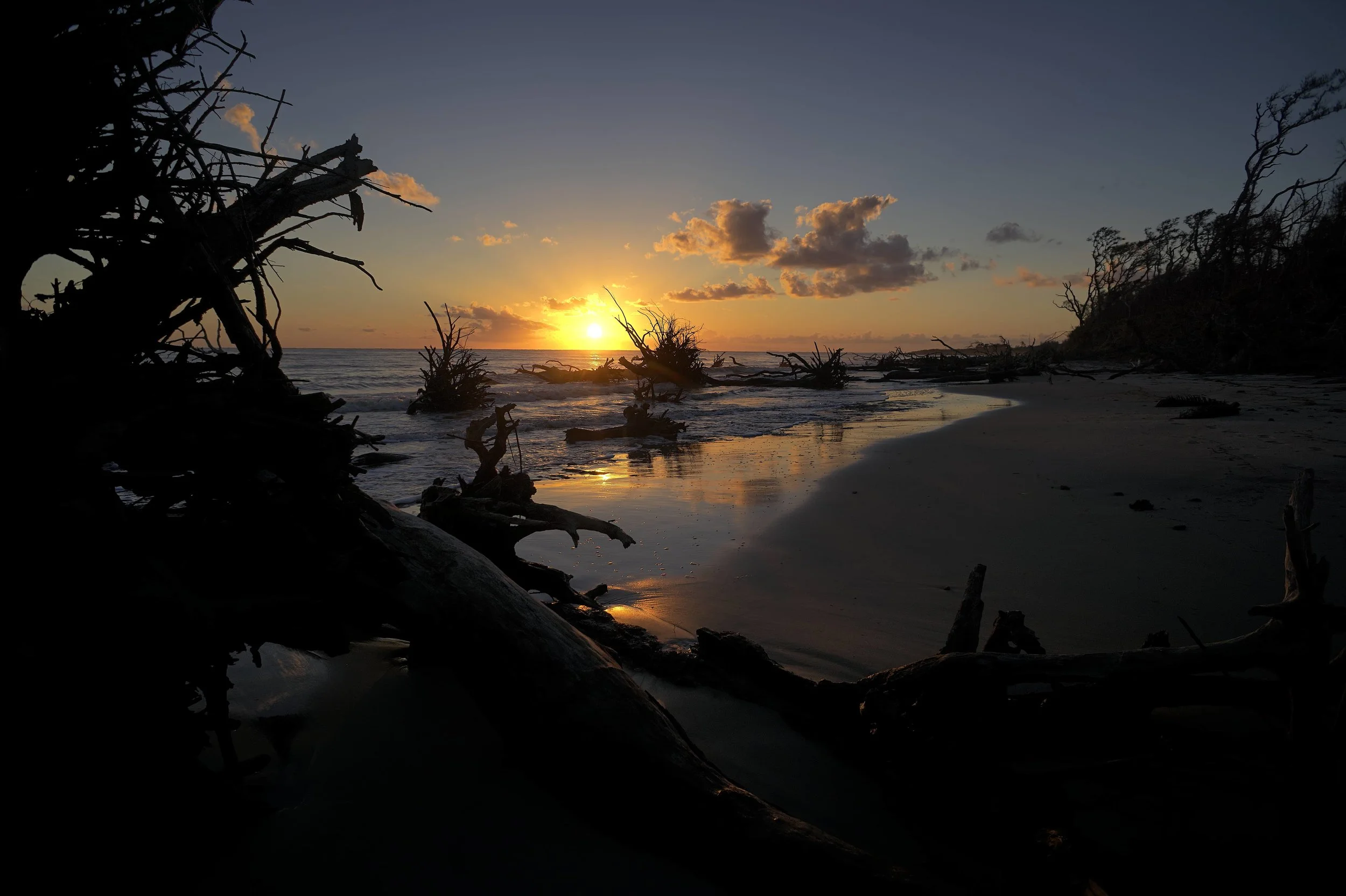 Jekyll Island Driftwood Beach Sunrise Glow
