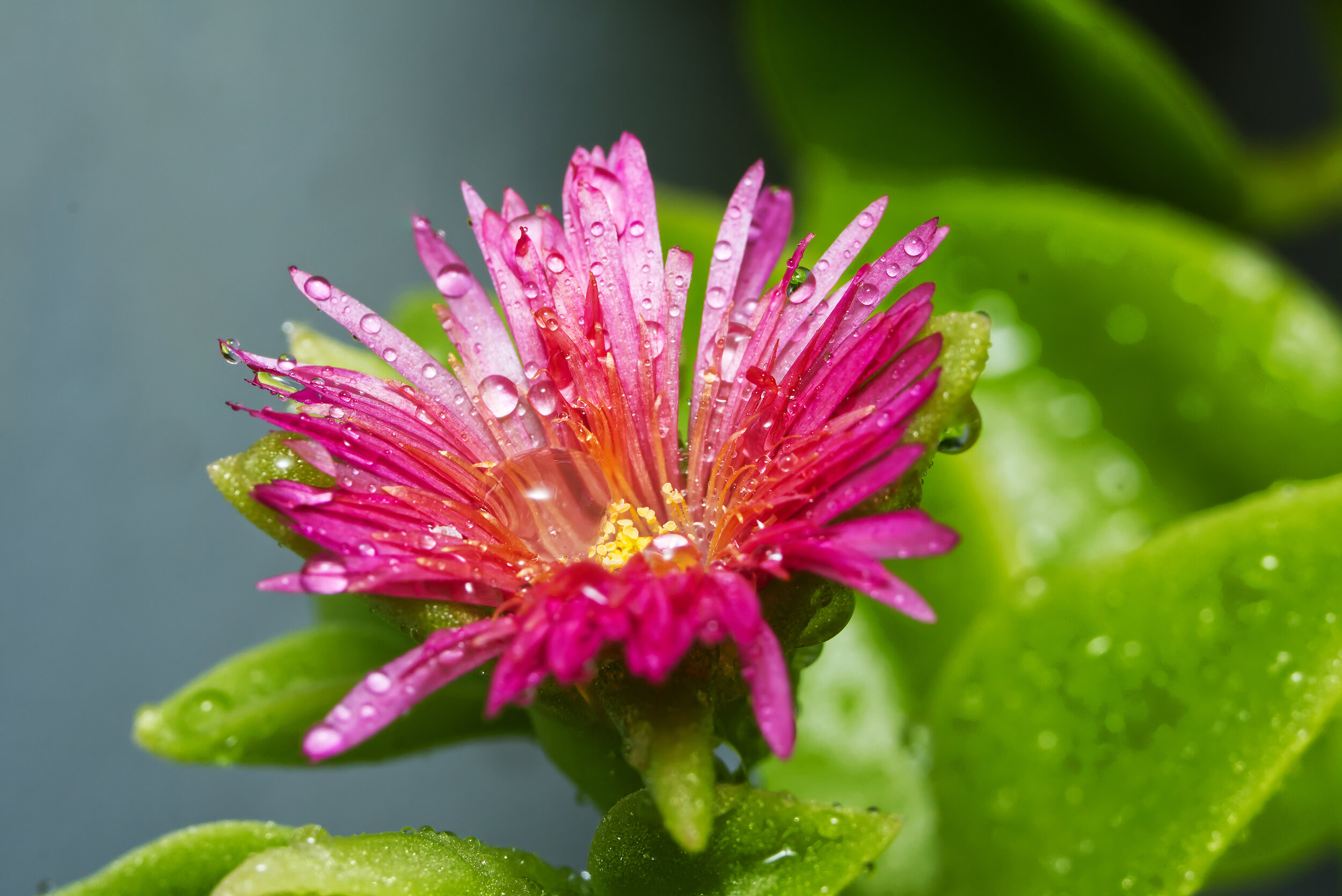 Macro Photography