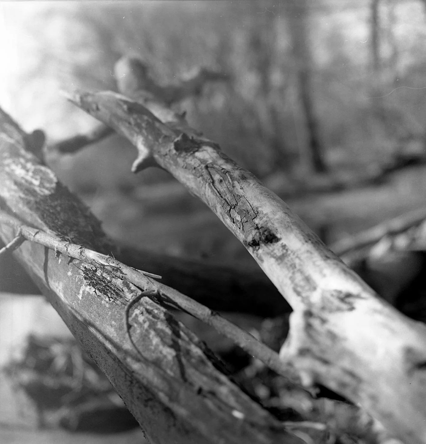 ldziura_bw_tree cropped.jpg