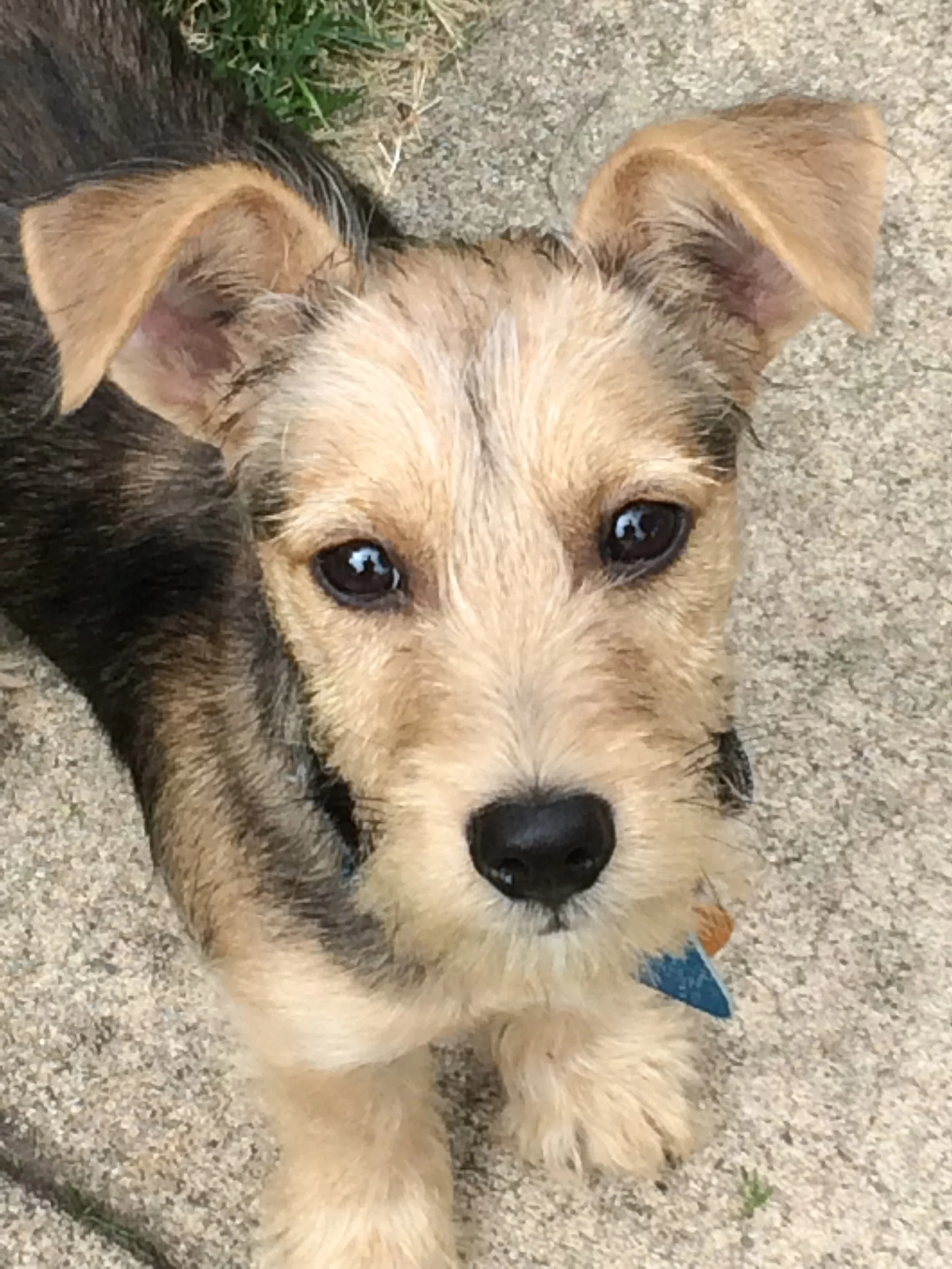 Our scruffy little puppy, Stanley Tucci