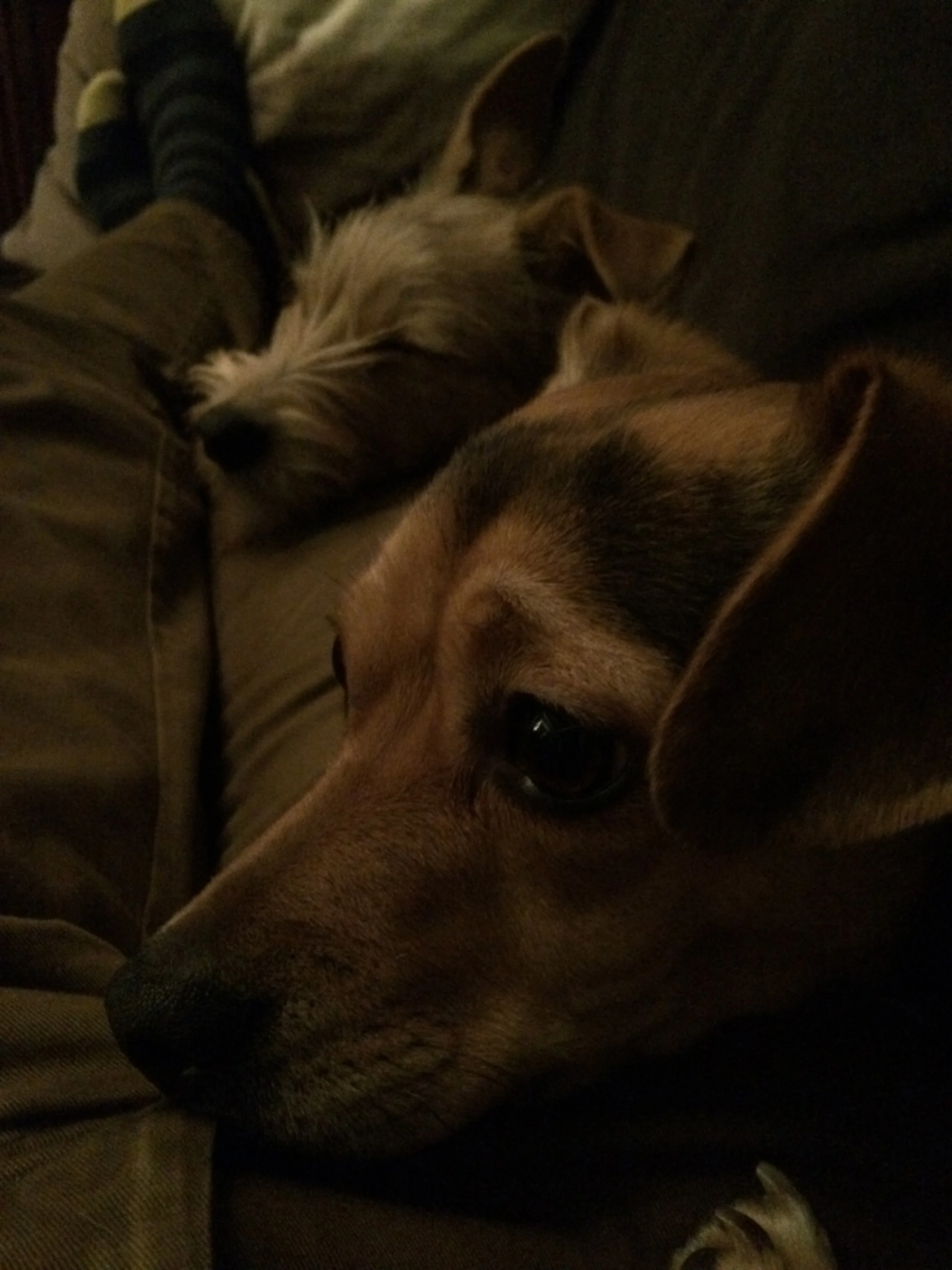 the boys anxiously waiting for Santa's arrival