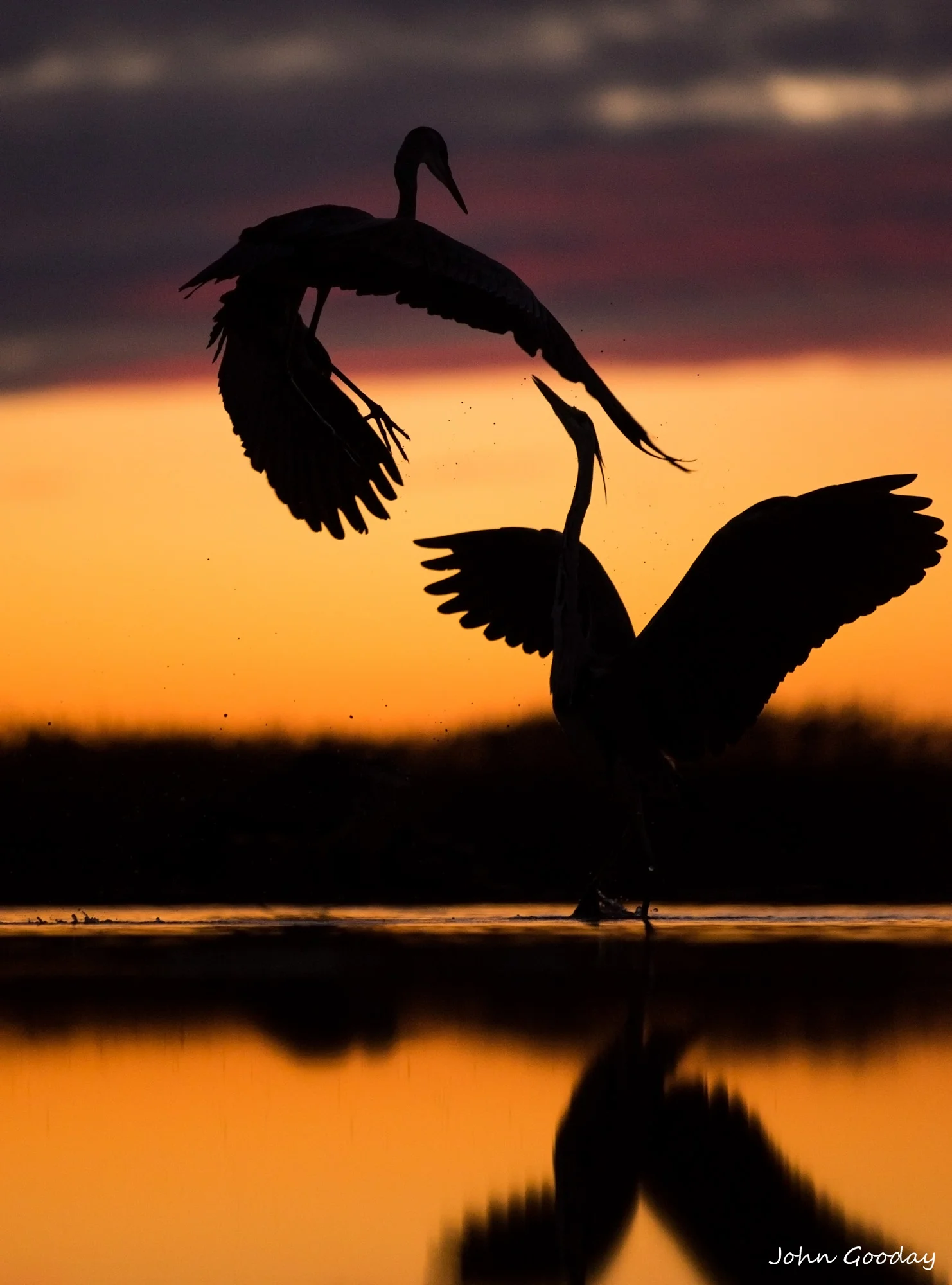 Evening encounter