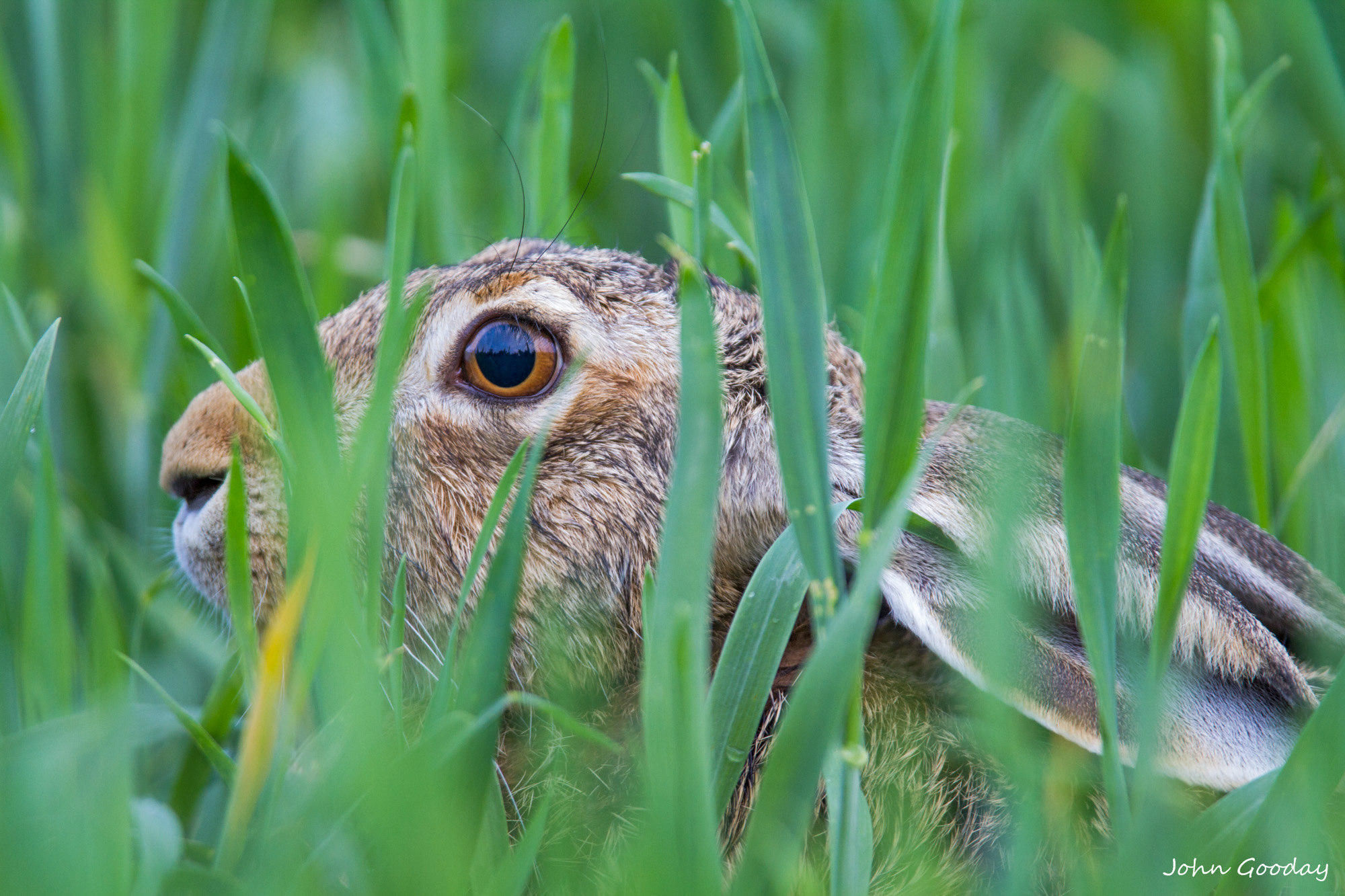 Eye contact