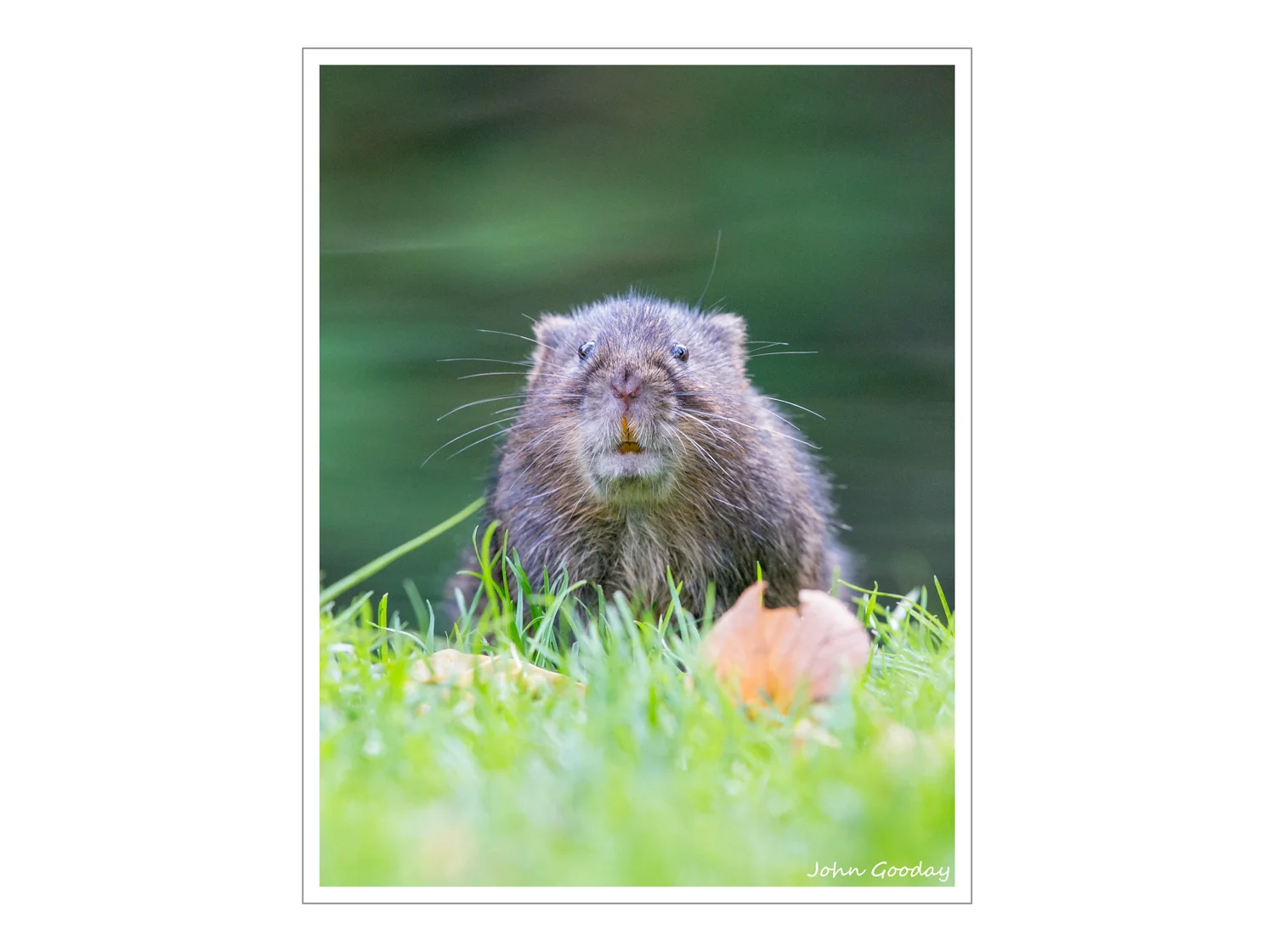 (Image: Canon EOS 1DX, EF500mm f/4L IS II, 1/160 sec @ f/6.3, ISO 3200, tripod with Uniqball head)