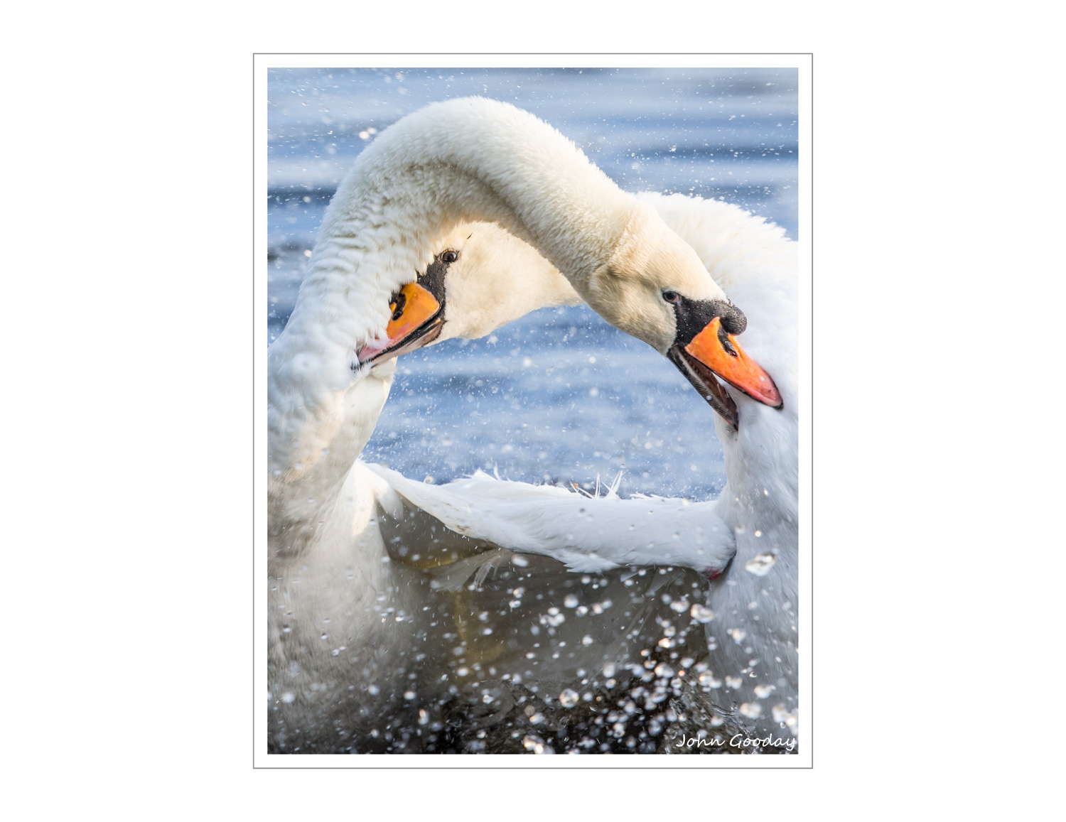 (Image: Canon EOS 1DX, EF500mm f/4L IS, 1/640 sec @ f/8, ISO 1600)