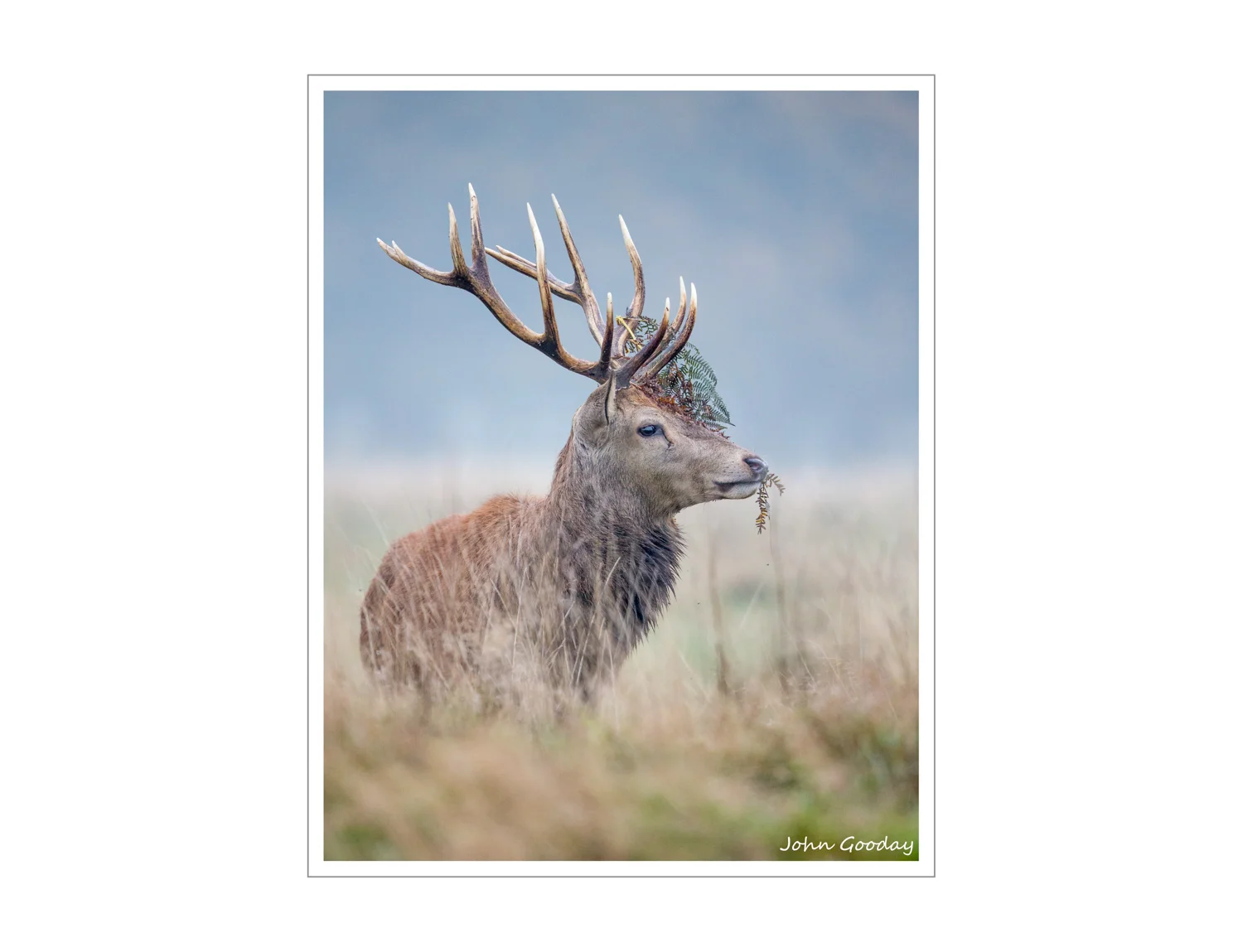 (Image: Canon 1DX, EF500mm f/4L IS II, 1/640 sec @ f/4, ISO 4000, tripod with Uniqball head)