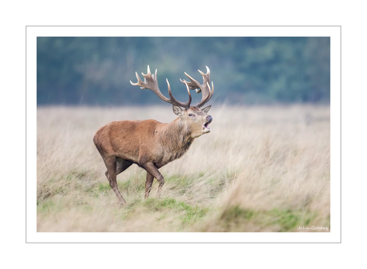 (Image: Dominant Red Deer stag bellowing to let other stags know to keep away from his herd. Canon EOS 1DX, EF500mm f/4L IS II, 1/1250 sec @ f/4, ISO 1250, tripod with Uniqball head)