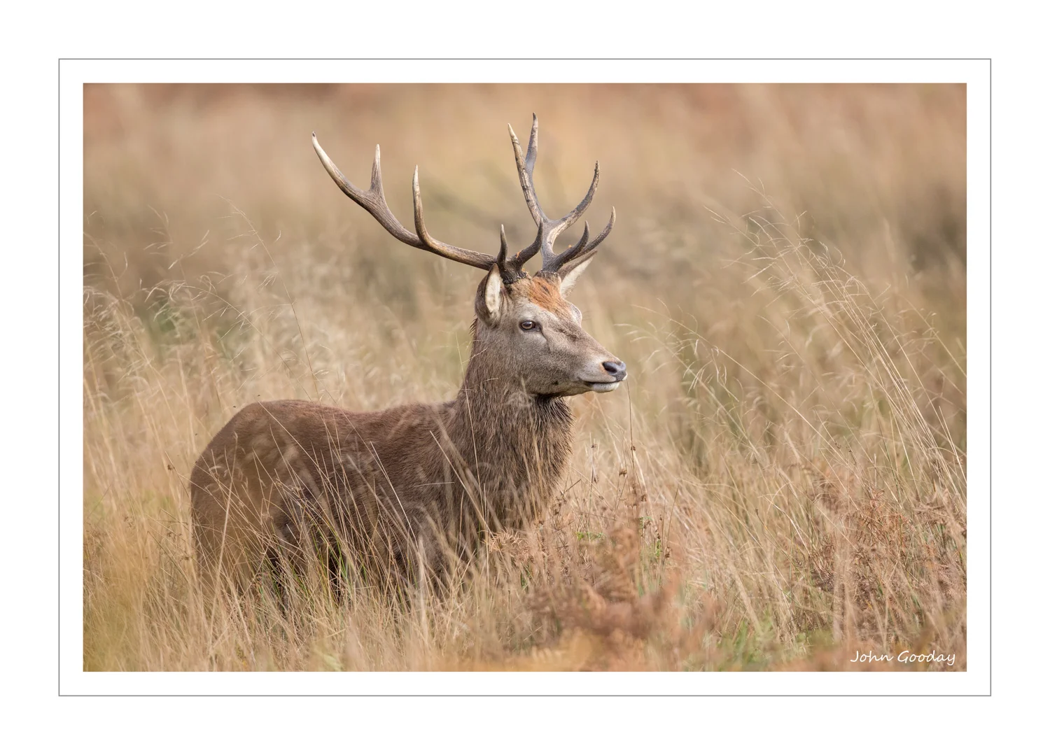 (Image: Canon EOS 1DX, EF500mm f/4L IS II, 1/2000 sec @ f/4.5, ISO 2000, tripod with Uniqball head)