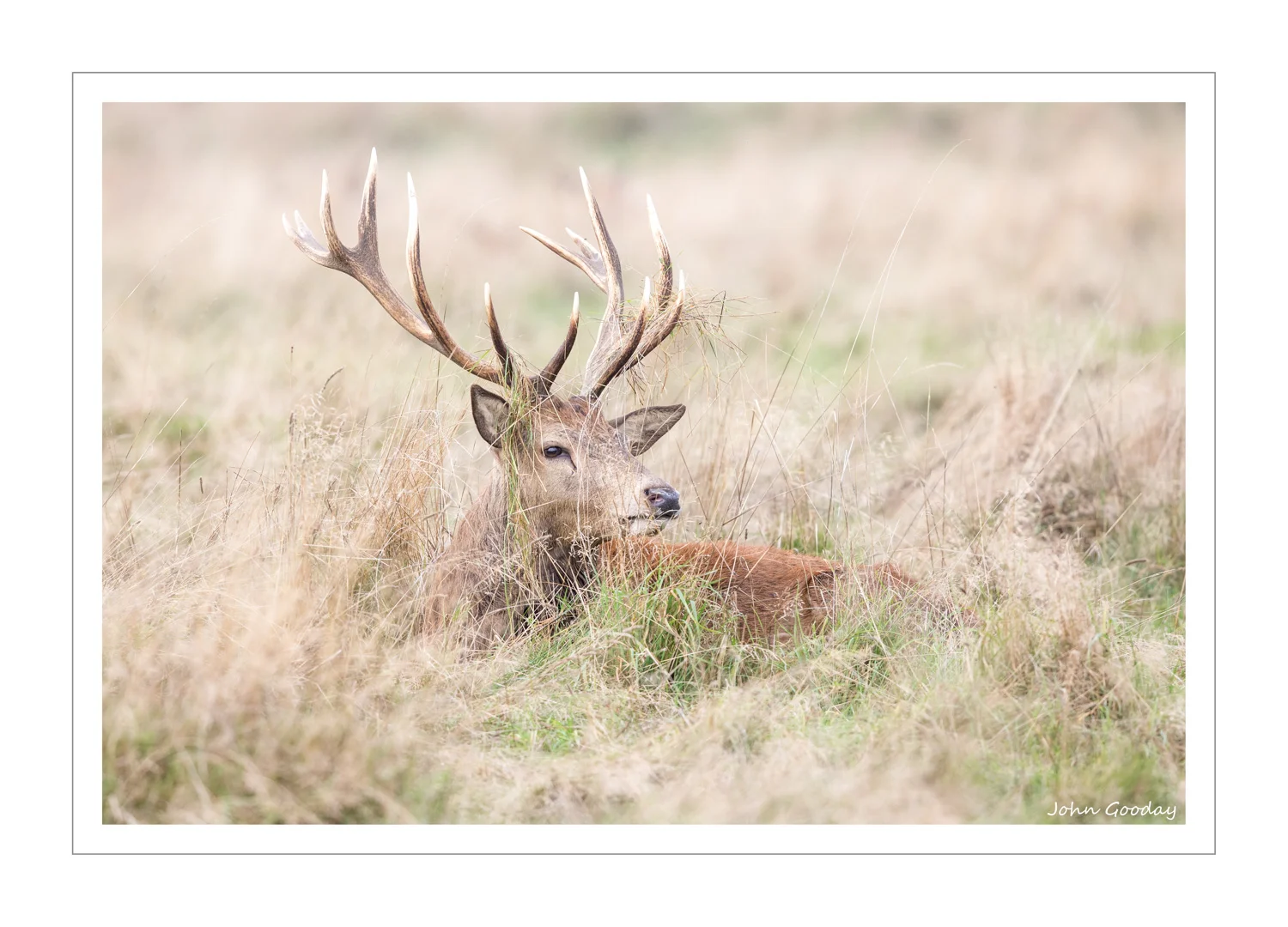 (Image: Canon EOS 1DX, EF500mm f/4L IS II, 1/1600sec @ f/5.6, ISO 1600, tripod with Uniqball head)