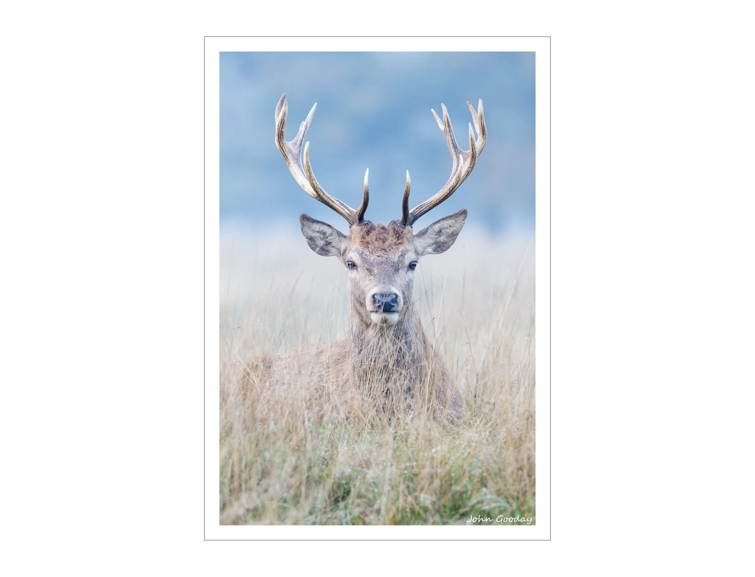 (Image: Canon EOS 1DX, EF500mm f/4L IS II, 1/160 sec @ f/6.3, ISO 2000, tripod with Uniqball head)