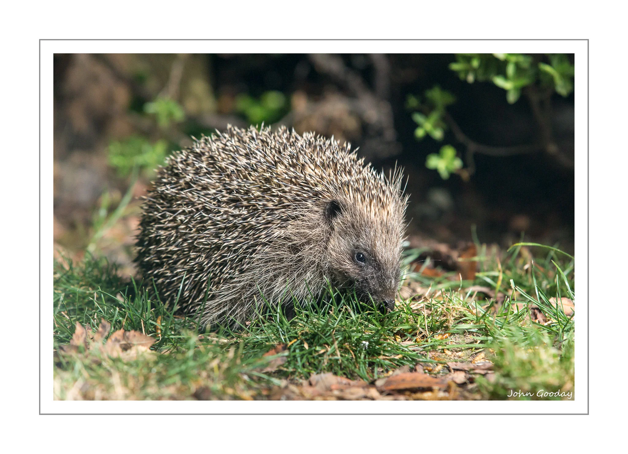 Night shooting: soft-lighting your hedgehog