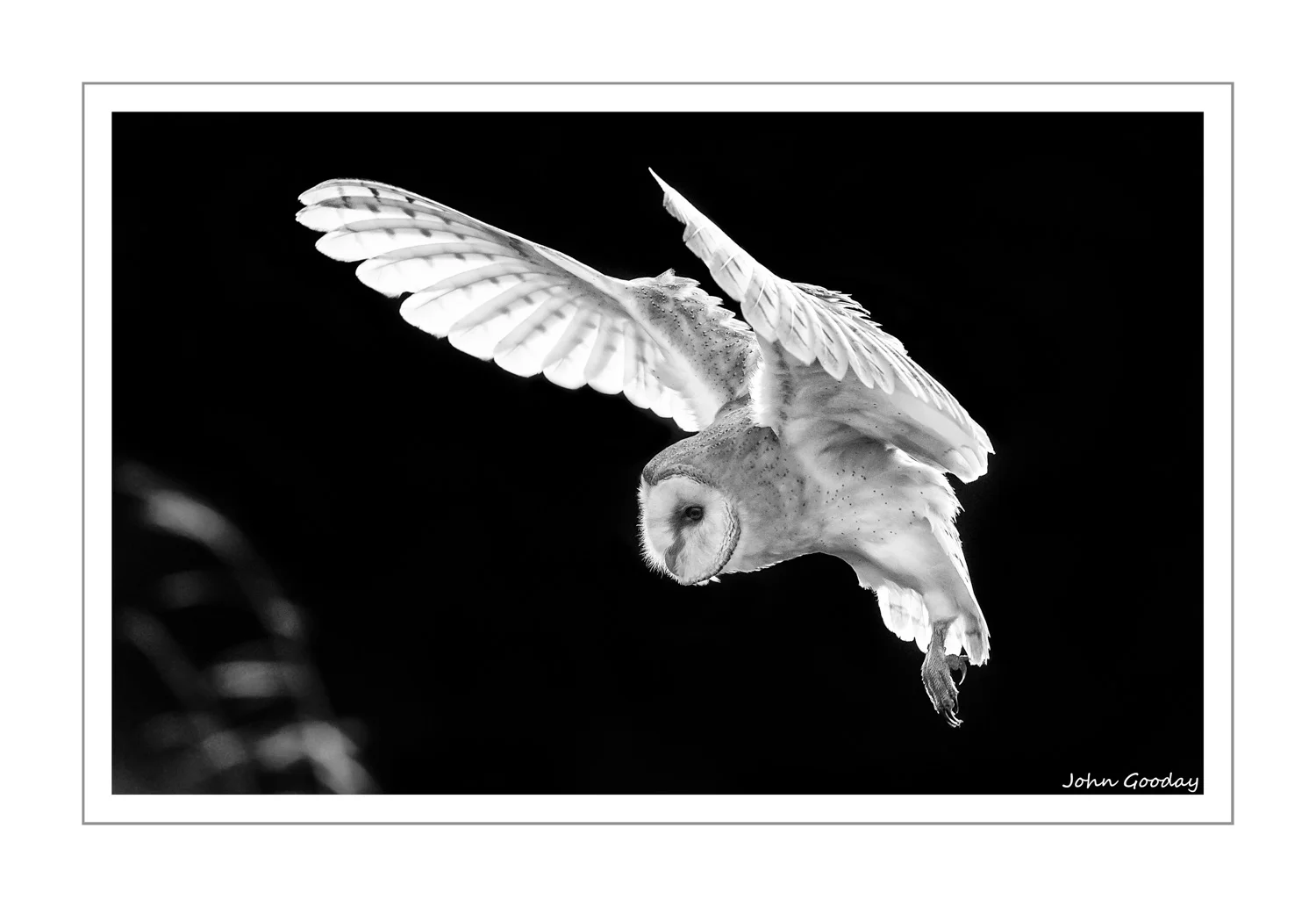 (Image: Barn Owl coming in to land, Czech republic. Canon EOS 1DX, EF500mm f/4L IS II, 1/2000 sec @ f/7.1. ISO 3200)