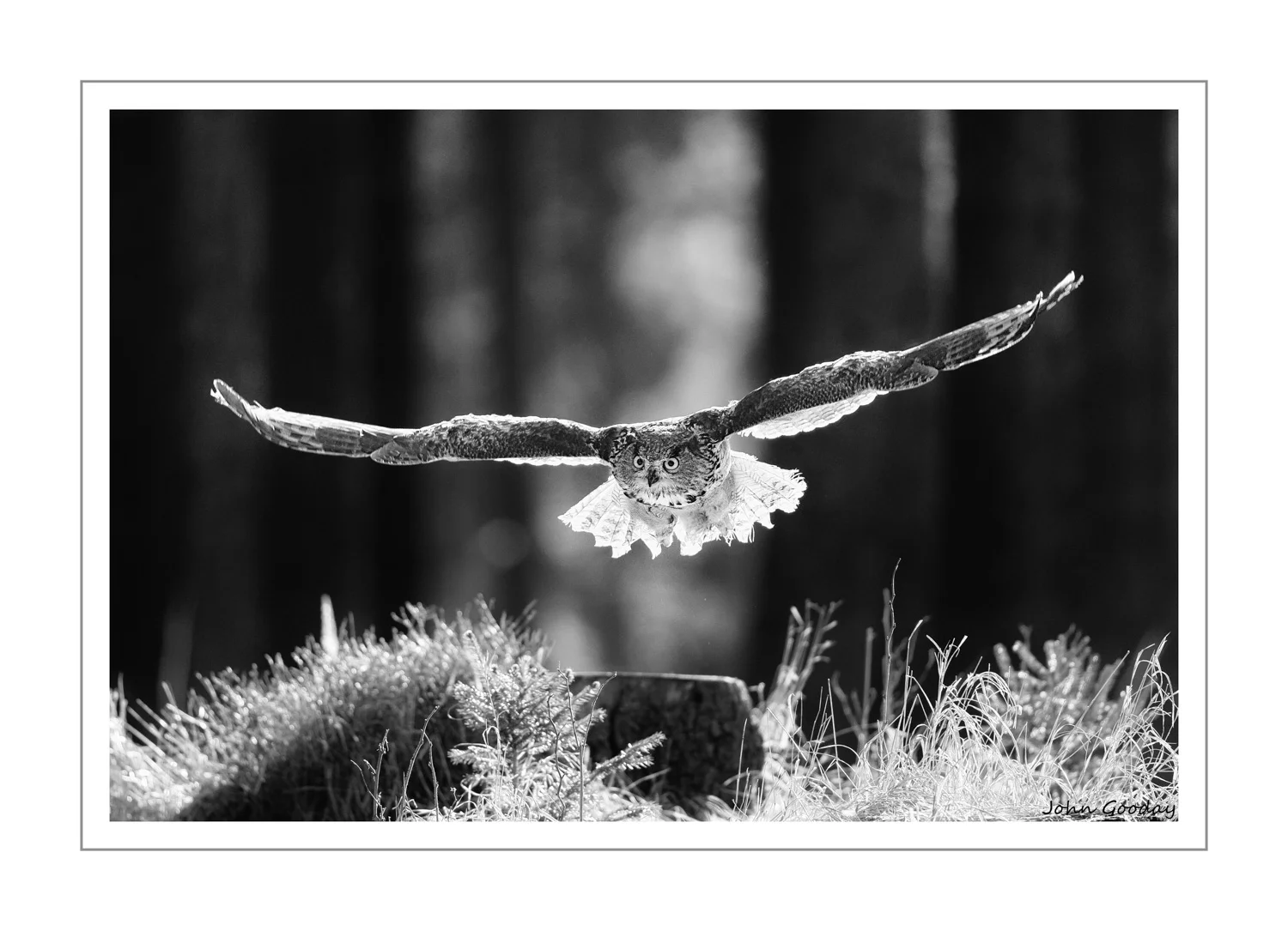 (Image: Eurasian Eagle-owl in flight, Czech Republic. Canon EOS 1DX, EF500mm f/4L IS II, 1/1600 sec @ f/4, ISO 800 )