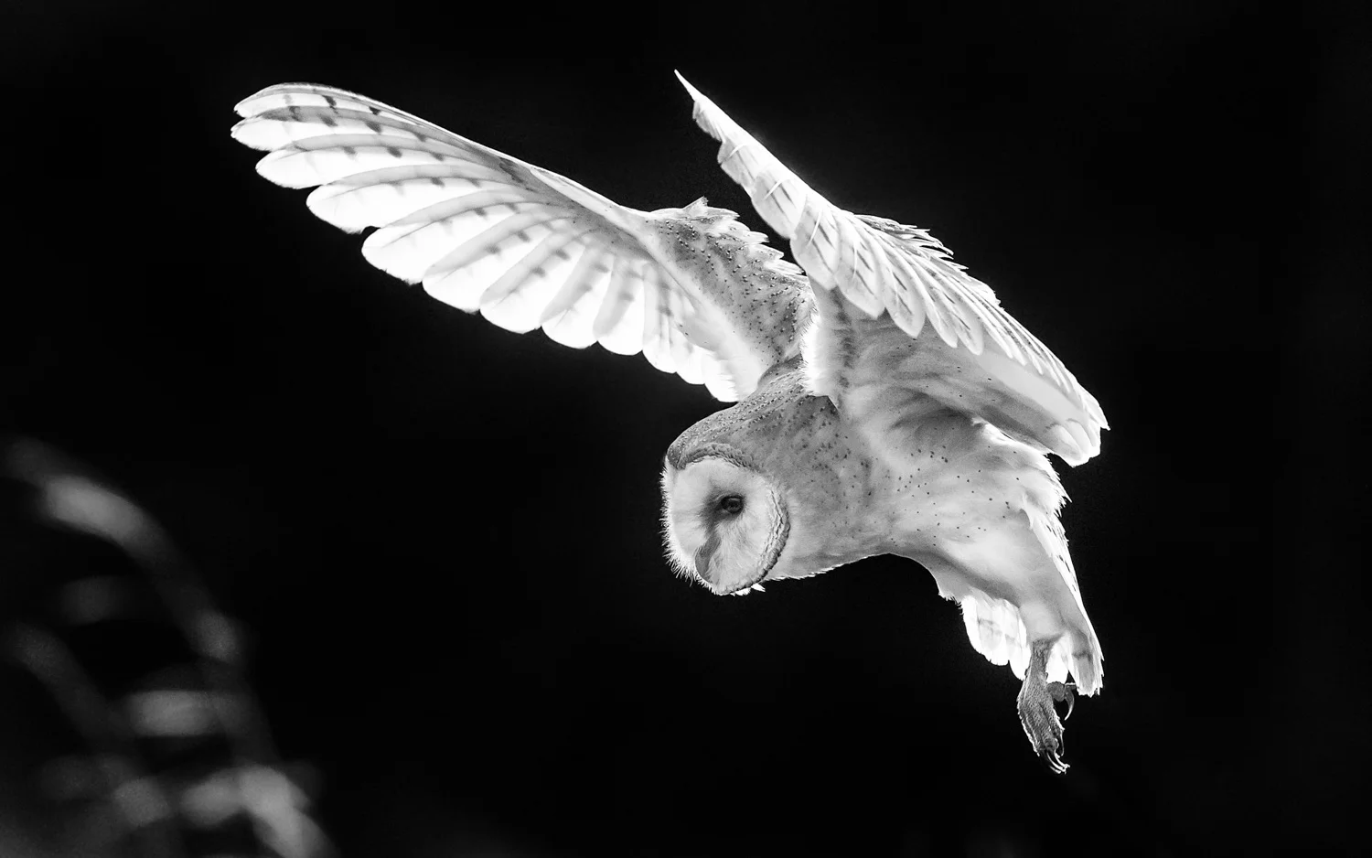 Nature in Black and White