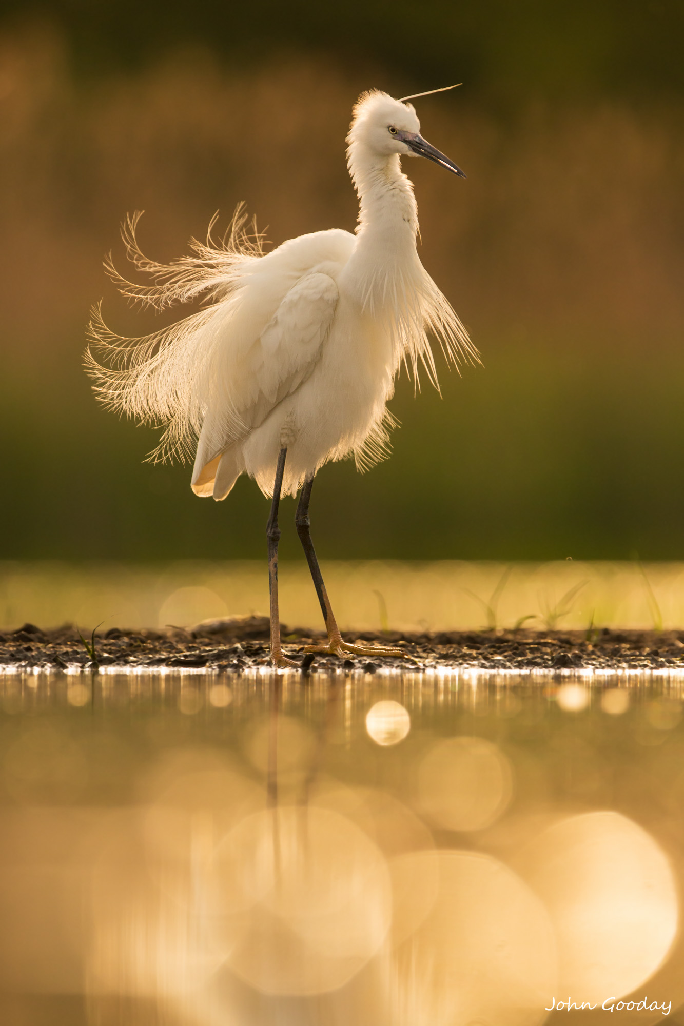Fiery egret