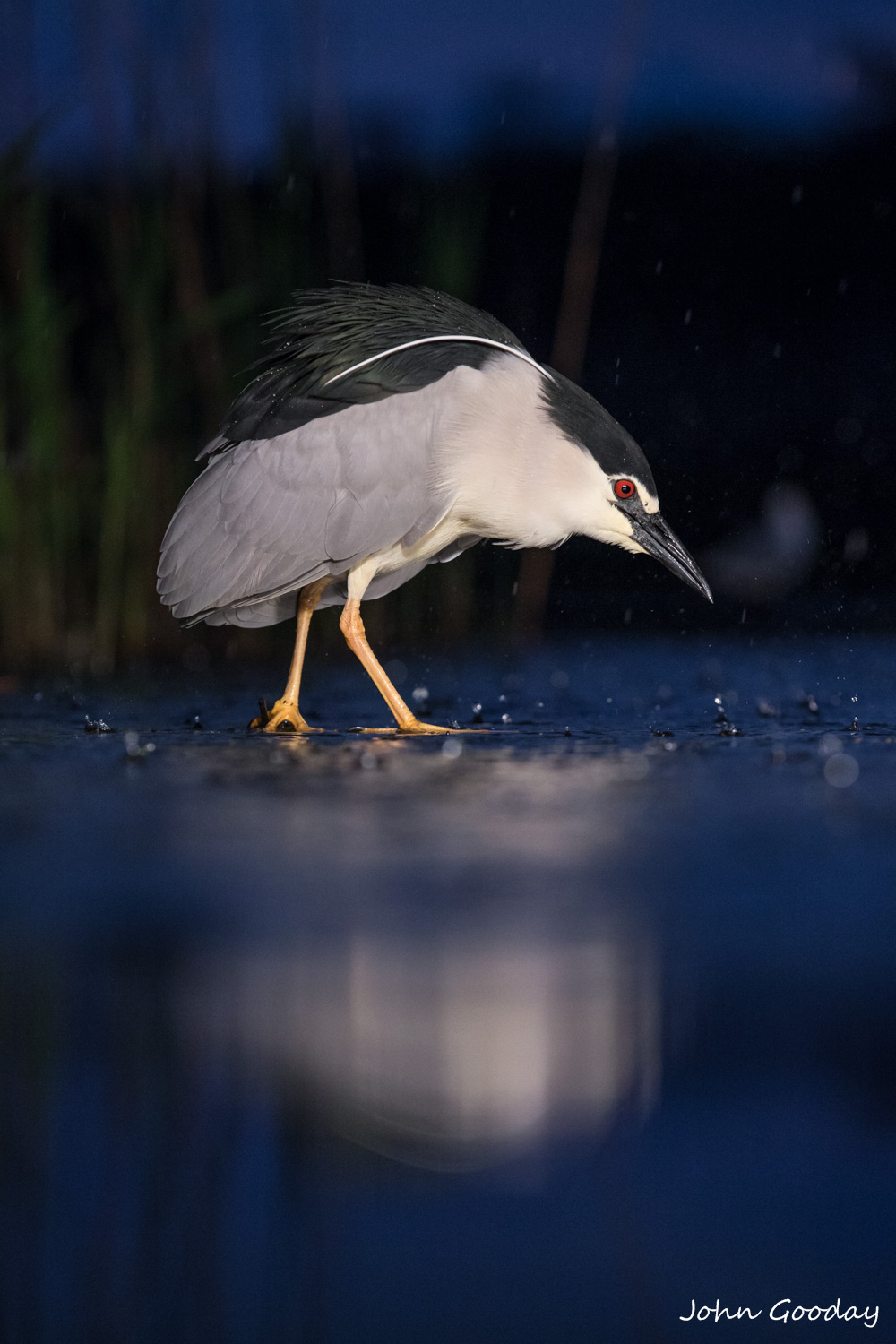 Early morning rain