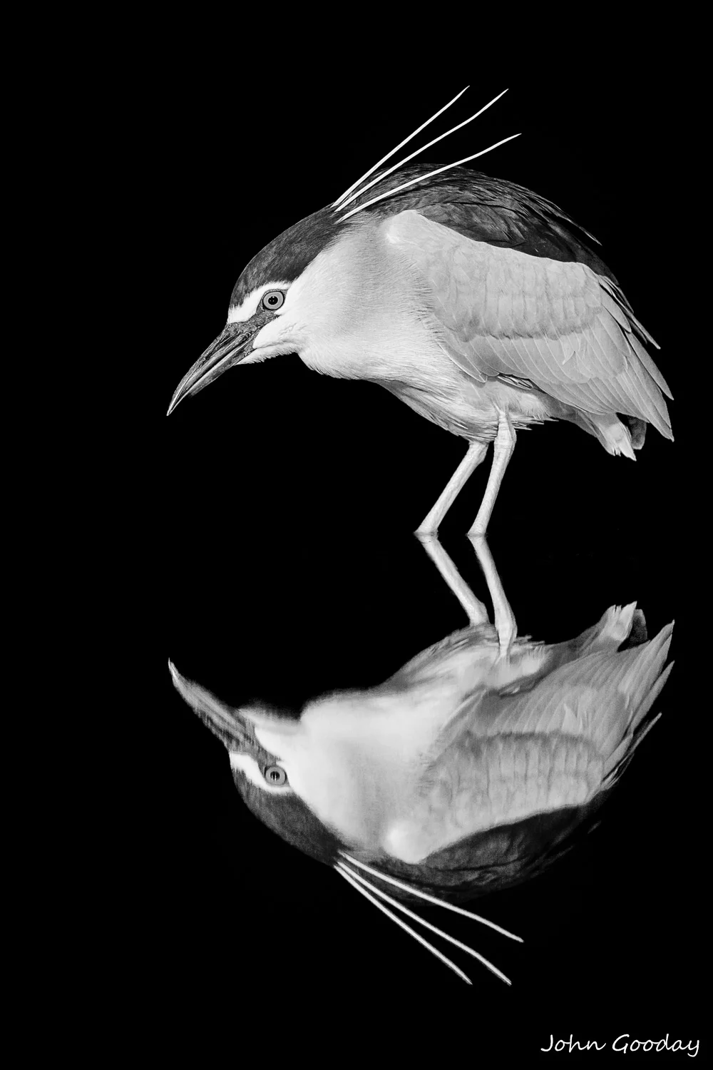 night heron BW 2x3 -2058  Website.jpg