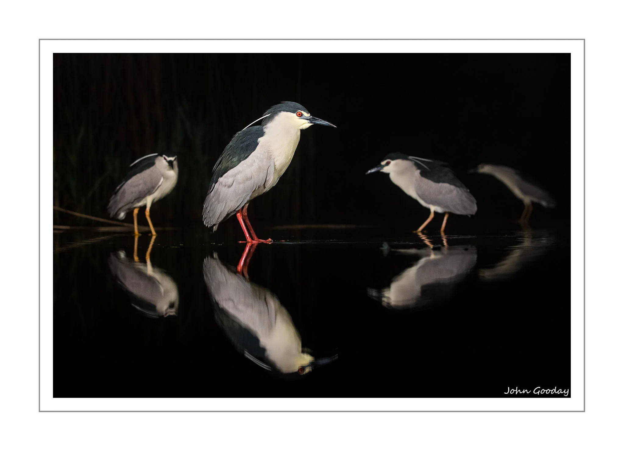 (Image: Black-crowned Night Herons stand motionless waiting for fish to swim within striking distance. Canon EOS 1DX, EF70-200mm f/2.8L IS II, 1/800 sec @ f/4, ISO 2500, tripod, hide)