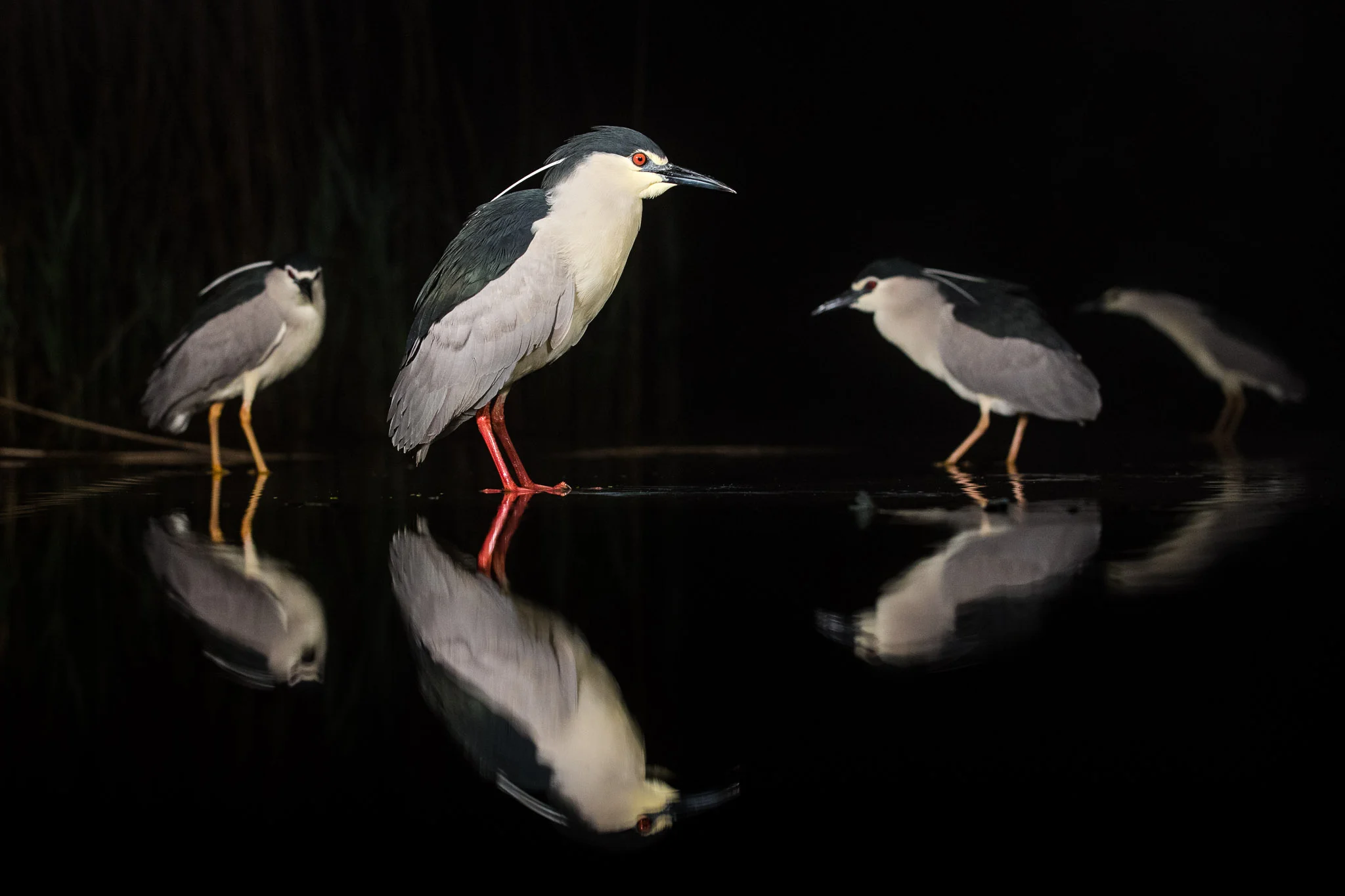 Hanging with the night birds