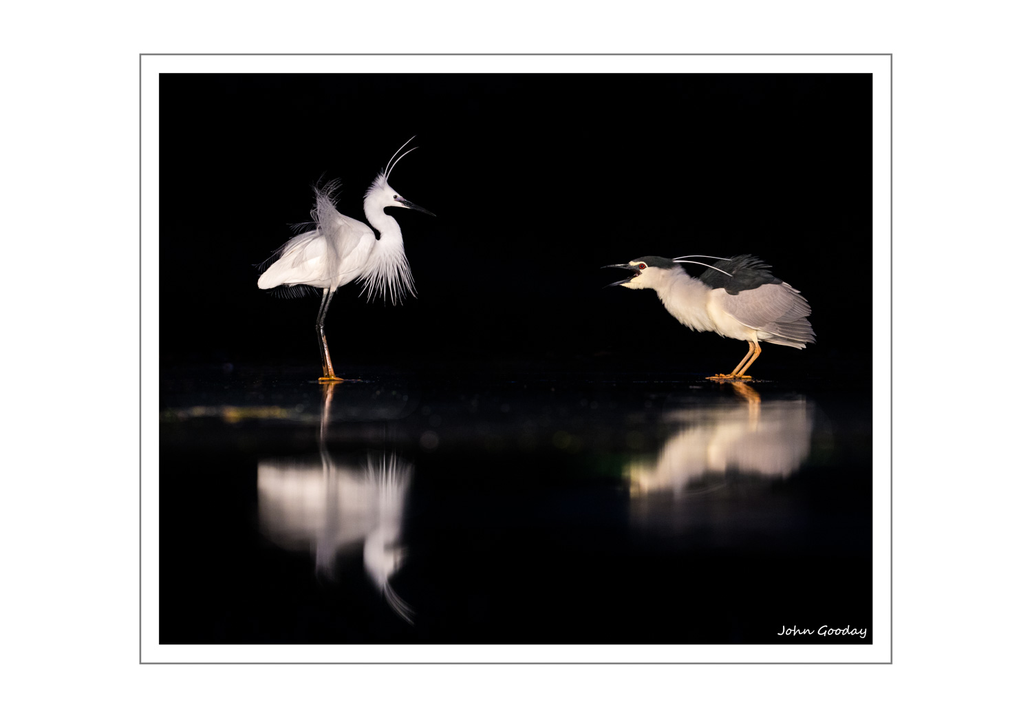 (Image: A Little Egret and a Night Heron having a dispute about who's pool it is. Canon EOS 1DX, EF70-200mm f/2.8L IS II, 1/160 sec @ f/5, ISO 2000, tripod, hide)