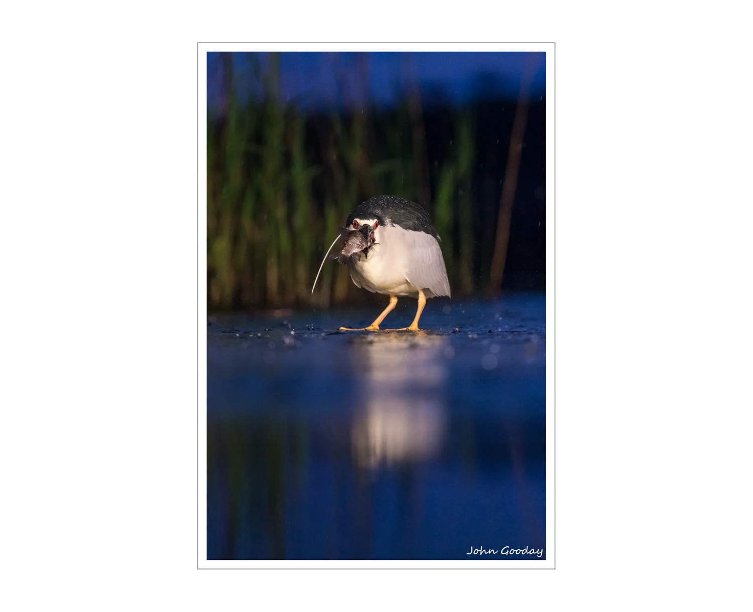 (Image: Night Heron holding its prize at nightfall. Canon EOS 1DX, EF70-200mm f/2.8L IS II, 1/1000 sec @ f/4, ISO 2000, tripod, hide)