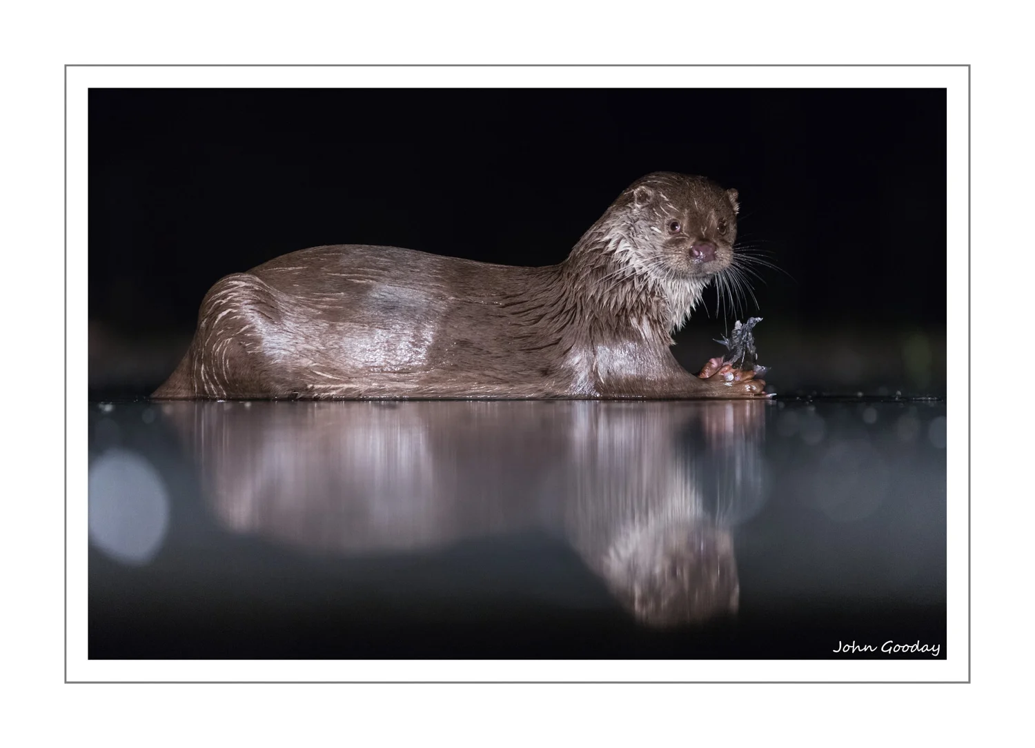 (Image: A surprise visit from a European River Otter. Canon EOS 5D Mark III, EF 300mm f/2.8L IS, 1/200th sec @ f/2.8, ISO 3200, tripod, hide)