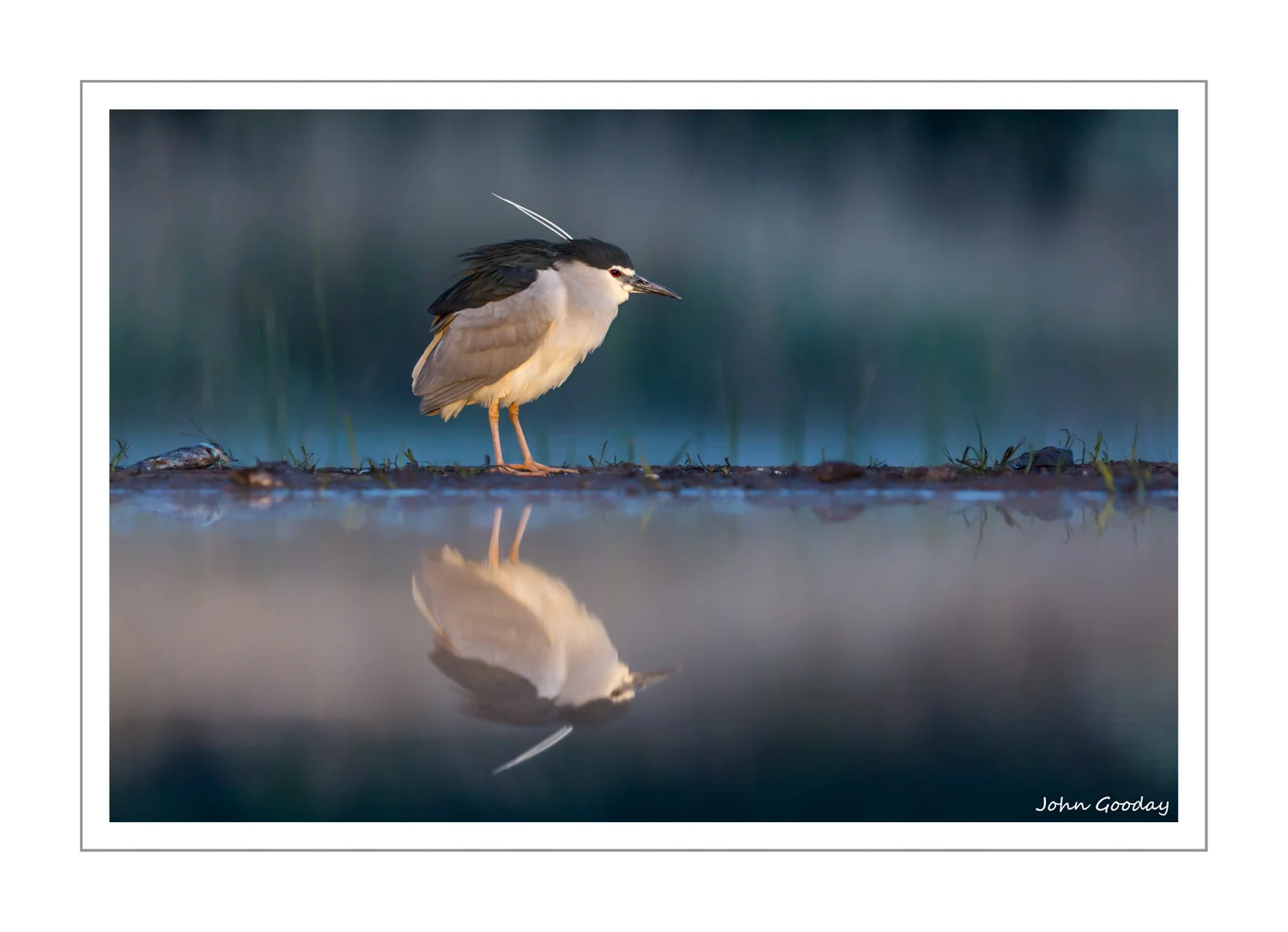 (Image: A solitary Night Heron just before dawn. Canon EOS 5D Mark III, EF300mm f/2.8L IS, 1/320 sec @ f/3.5, ISO 1250, tripod, hide)