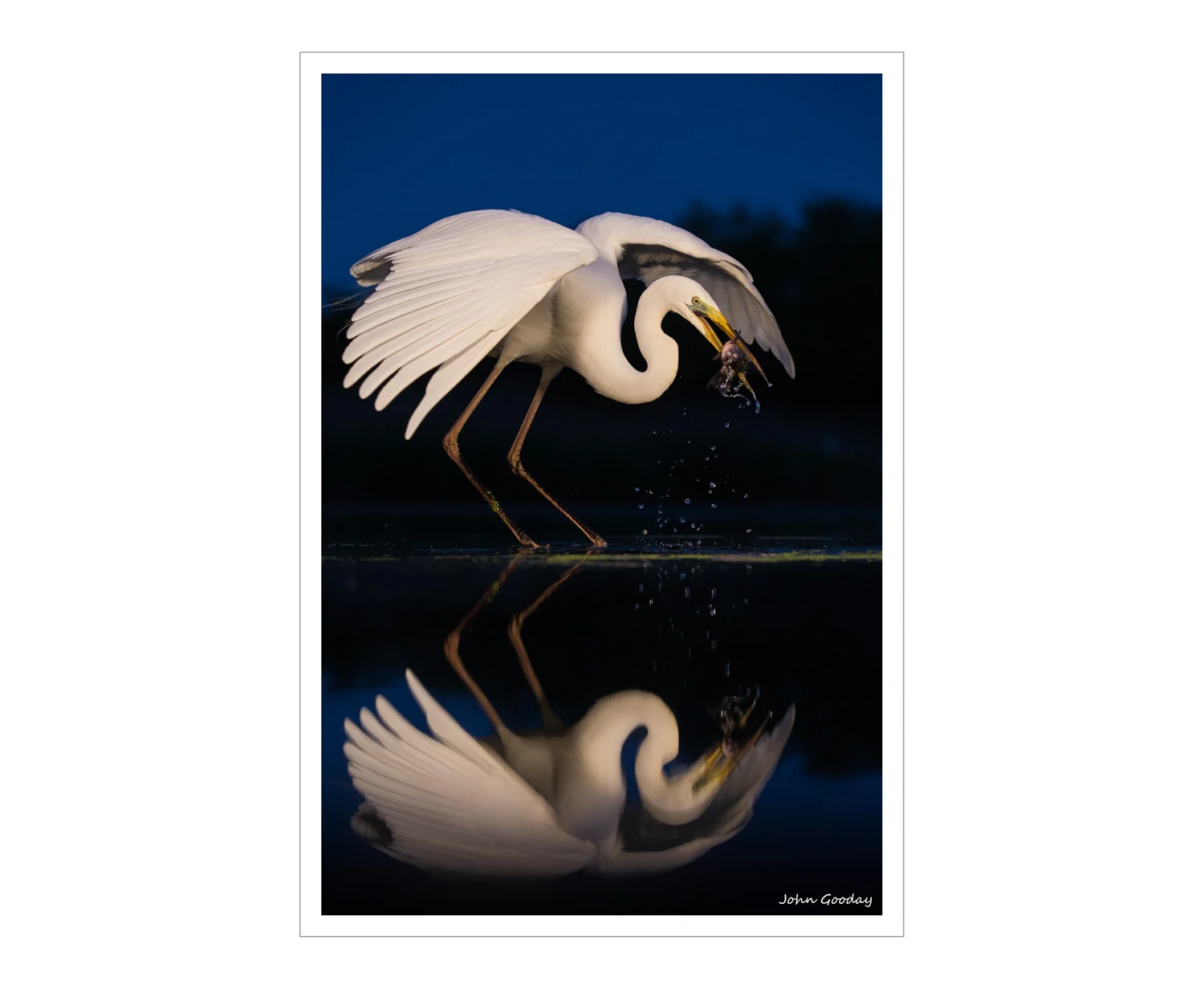 (Image: Great Egret catching a fish. Canon EOS 1DX, EF70-200mm f/2.8L IS II, 1/1000 sec @ f/4, ISO 1250, tripod, hide)