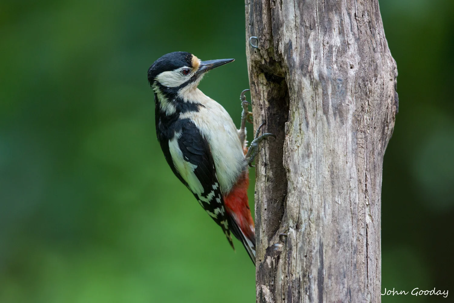 The Woodpecker Stick